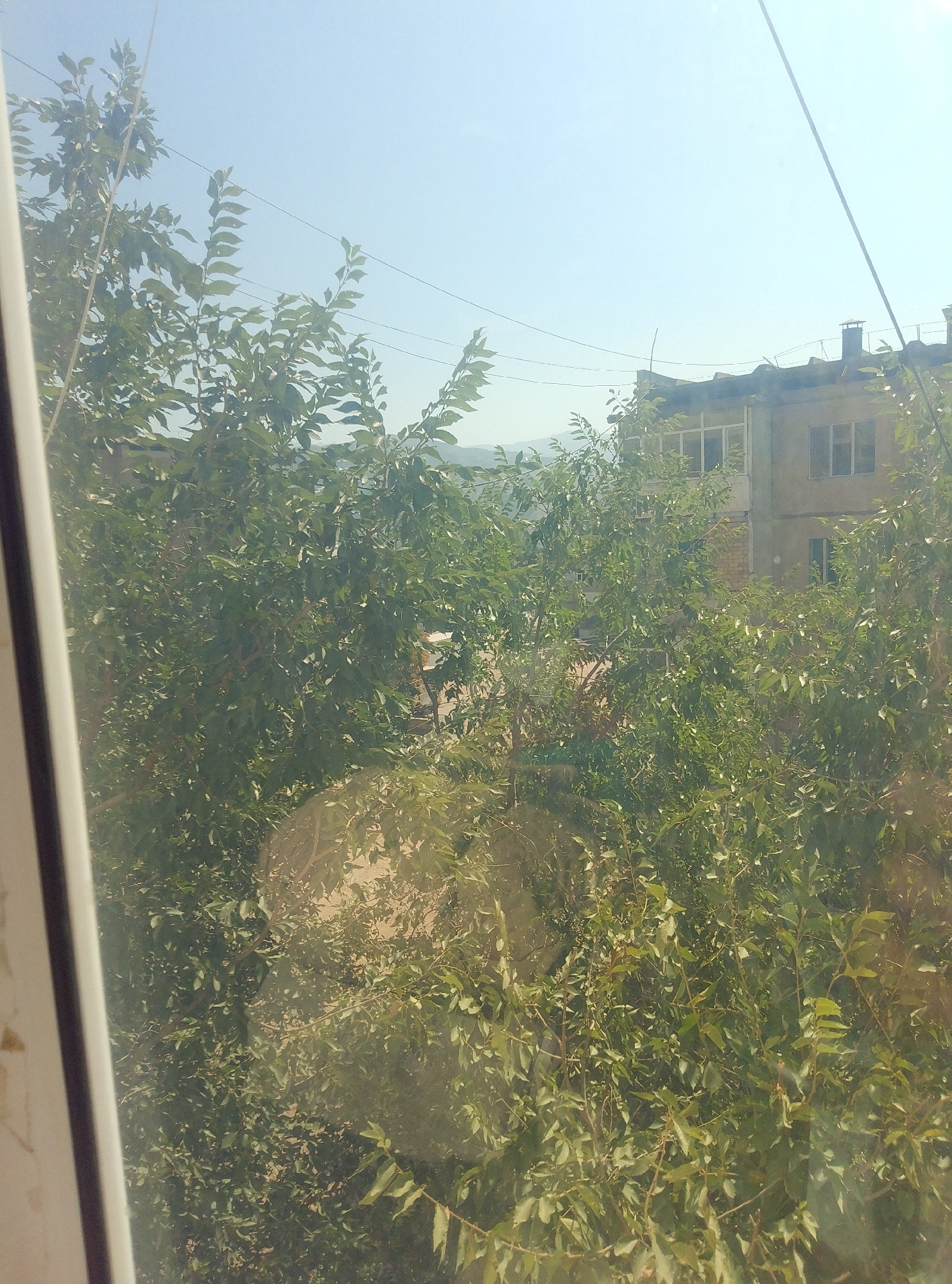 The image shows a view through a window of a building with lush green trees in the foreground. In the background, a multi-story building with a light-colored facade and windows is visible. The sky is clear and blue. The scene appears to be set in a residential area of Taş-Kömür City, Kyrgyzstan, likely during daylight hours, given the brightness and clear sky. The trees are dense and leafy, partially obscuring the view of the building. There are no people or specific actions depicted in the image. The overall impression is one of a calm, everyday urban scene.