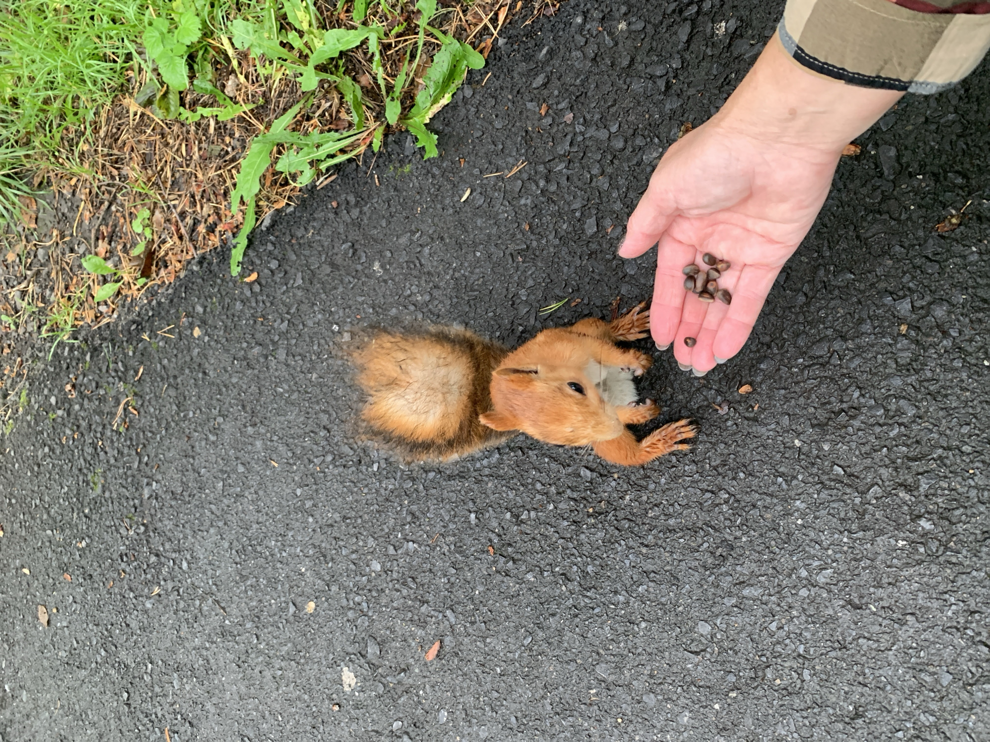 A red squirrel with a bushy tail is on an asphalt path, facing a hand offering it seeds. The squirrel is positioned in the center of the frame, with its front paws extended. Green grass and dry leaves are visible on the right side of the path. The scene appears to be outdoors, possibly in a park or urban area. The specific location in the city of Prokopyevsk, Russia, cannot be determined from the image alone.