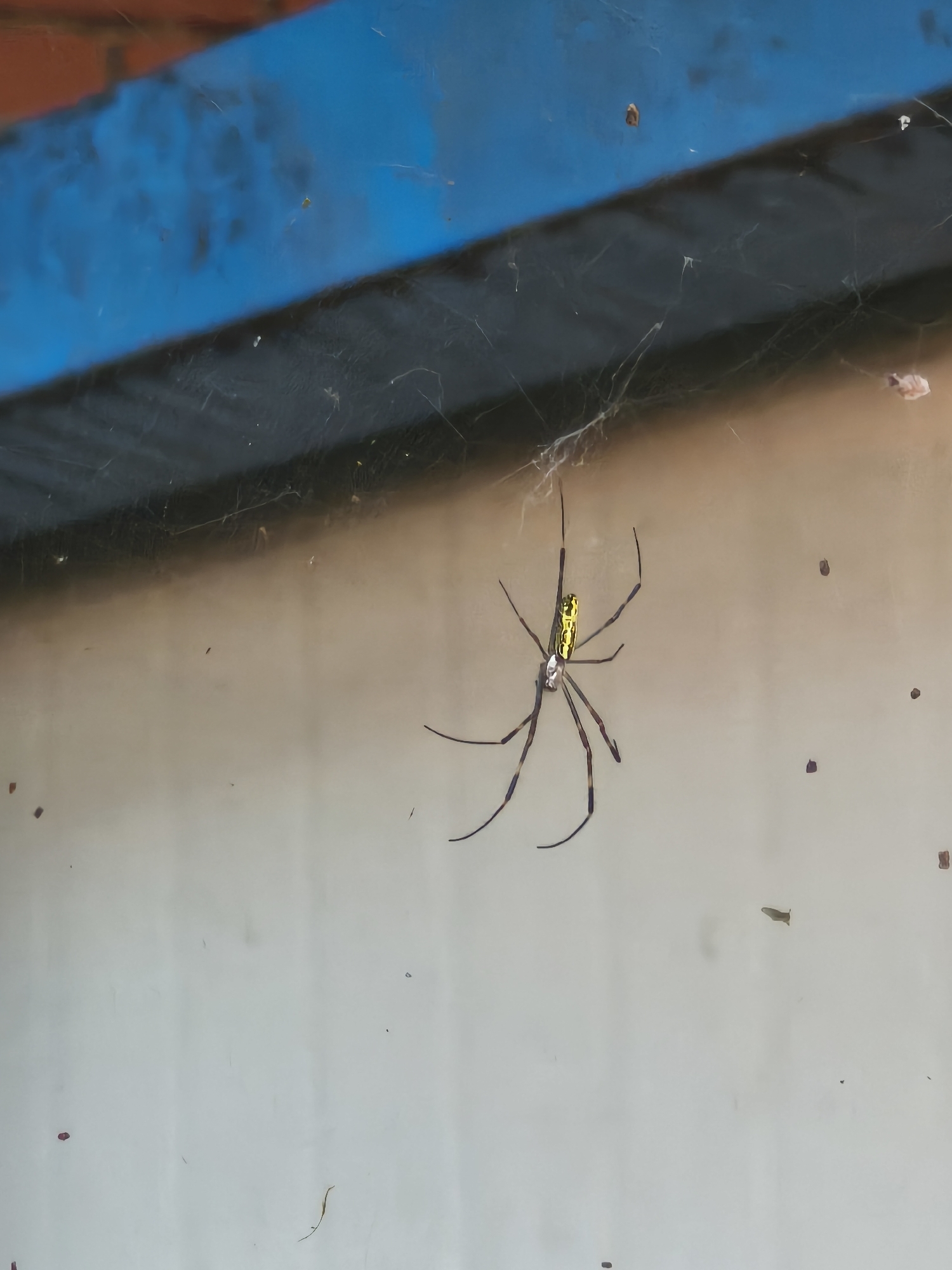 A golden silk orb-weaver spider is suspended in its web, which is attached to a blue and brown structure. The spider, characterized by its bright yellow abdomen and long, dark legs, is the primary subject. The background consists of a light-colored, textured surface, possibly a wall or siding. The scene appears to be outdoors, with visible debris and what seems to be natural light. There are no people or human activity depicted in the image. The specific location within Asan-si, South Korea, is not discernible from the visual information provided.