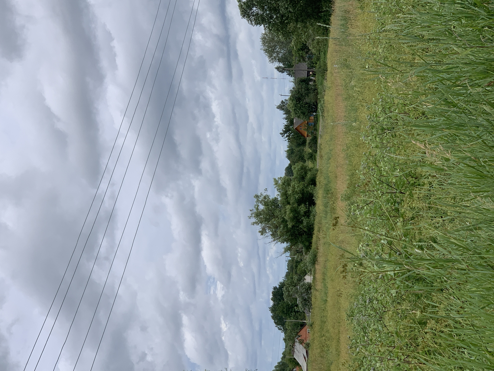 The image depicts a rural landscape with a field of tall green grass in the foreground. In the middle ground, there is a slightly overgrown field with scattered patches of yellowing vegetation. Behind this, a line of trees forms a backdrop, with several houses visible among the foliage. The houses appear to be traditional rural dwellings, one with a reddish-brown roof and walls, another with a wooden facade and blue window frames. Power lines are strung across the upper portion of the image against a cloudy sky. The scene is set in the village of Veresnitsa, part of the Vidzaŭski village council in Belarus.