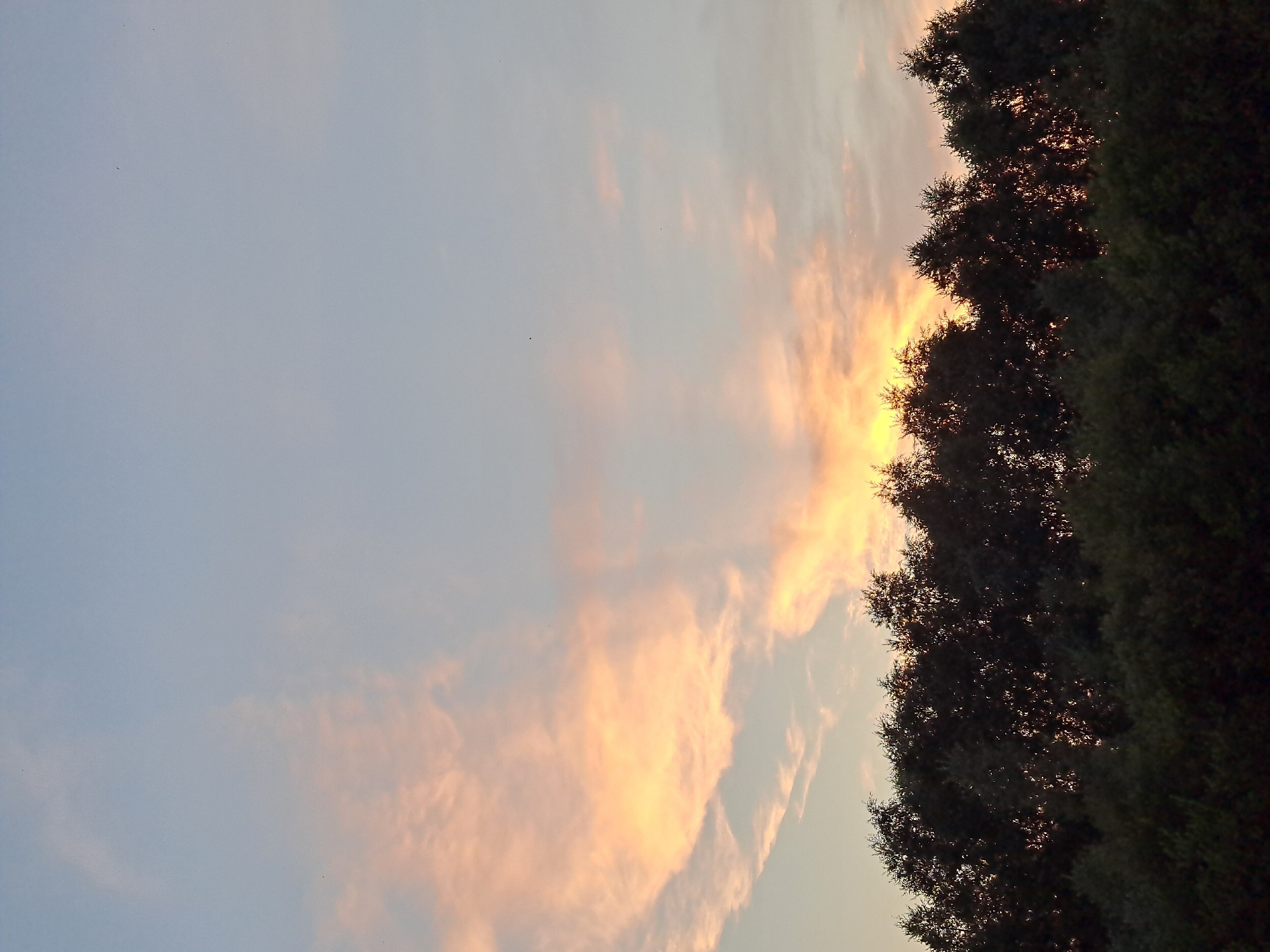 A silhouetted line of trees forms the bottom of the frame, with the sky occupying the upper two-thirds. The sky is a gradient of soft blues and whites, with streaks of pale orange and pink clouds scattered across it, suggesting either sunrise or sunset. A few small, dark specks, possibly birds, are visible in the sky. The overall atmosphere is tranquil and natural. The image does not contain any people, objects, or actions that would specifically place it within the city of Черницк, Russia.