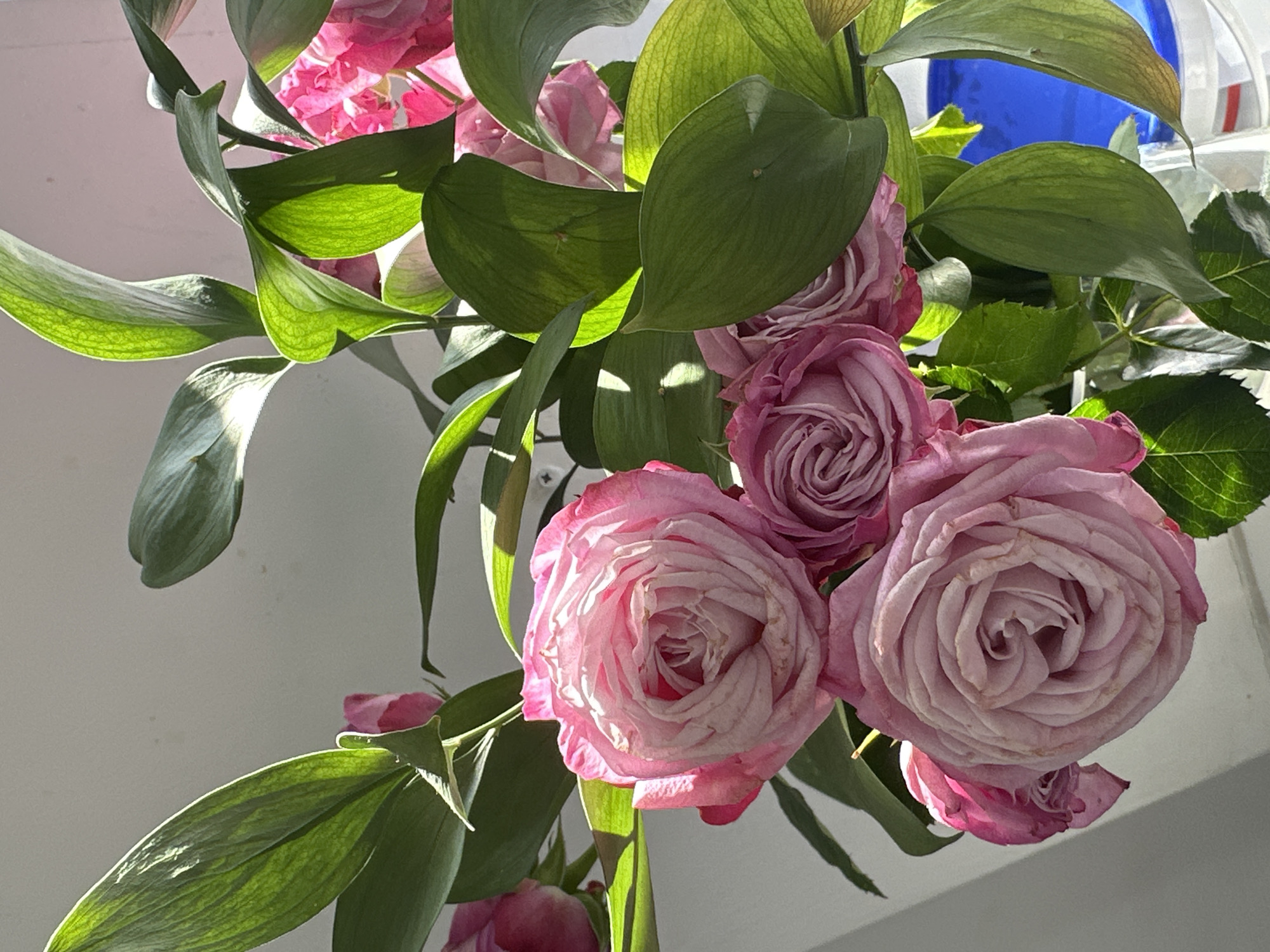 The image shows a bouquet of pink roses and green leaves in a vase. The roses are a light pink color with darker pink edges. They appear to be slightly wilted. The leaves are a vibrant green and have a glossy texture. The background is a blurred white wall. There is no information about Moscow, Russia.