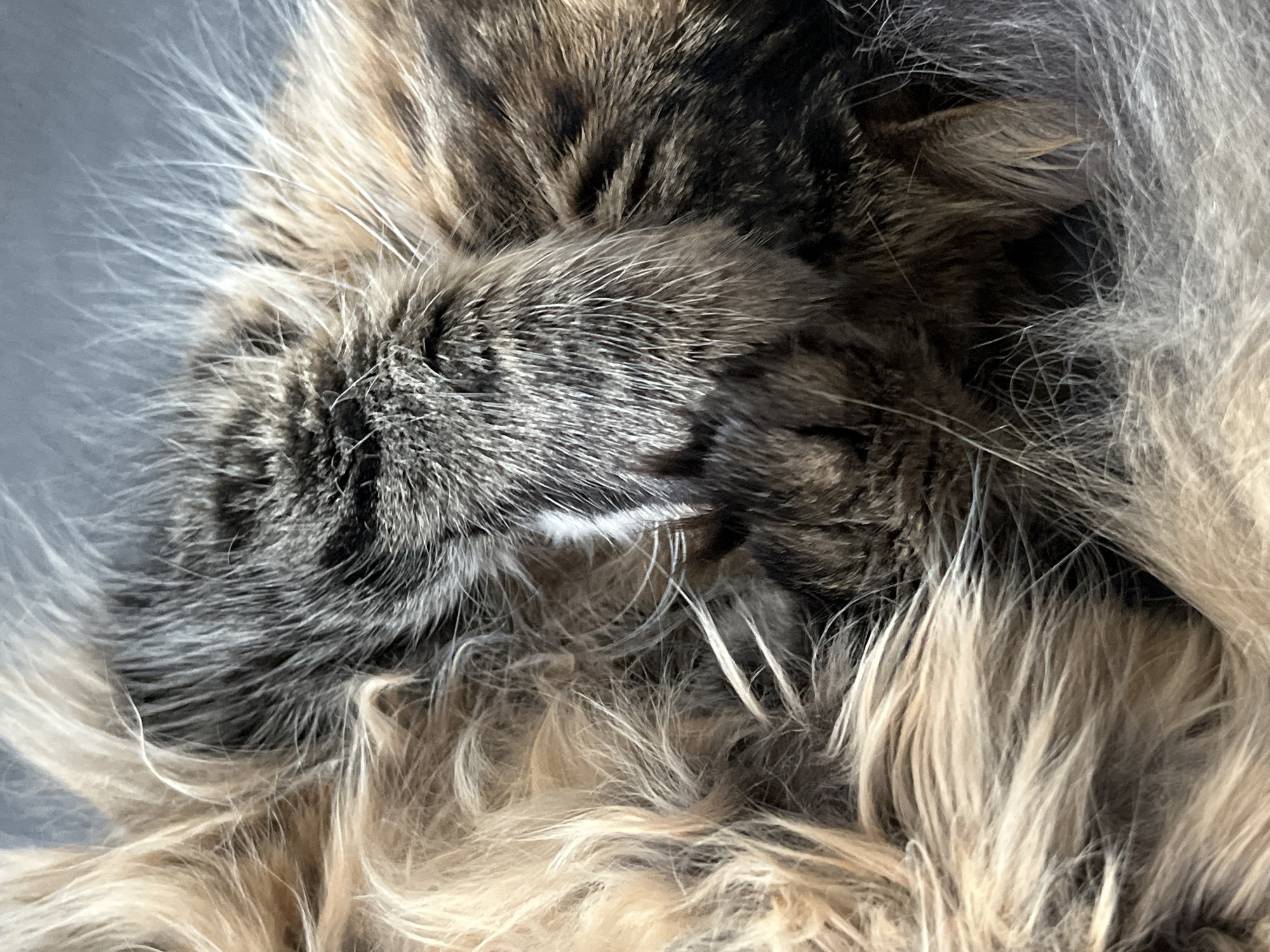 The image is a close-up, overhead shot of a fluffy, tabby cat. The cat's fur is a mix of brown, black, and grey tabby markings, with lighter beige and white fur interspersed. The texture of the fur is detailed, showing individual strands of varying lengths and colors. The cat appears to be curled up or lying down, with its head partially obscured by its paws, suggesting it is resting or sleeping. The lighting is soft, and there are no strong shadows, indicating it might be indoors or in an overcast environment. The background is a muted, cool-toned surface, possibly a floor or blanket, which is out of focus, drawing all attention to the cat's fur. The overall impression is one of comfort and tranquility. No text is visible in the image. The location context of Babruysk, Belarus, does not provide specific visual cues within the image itself.