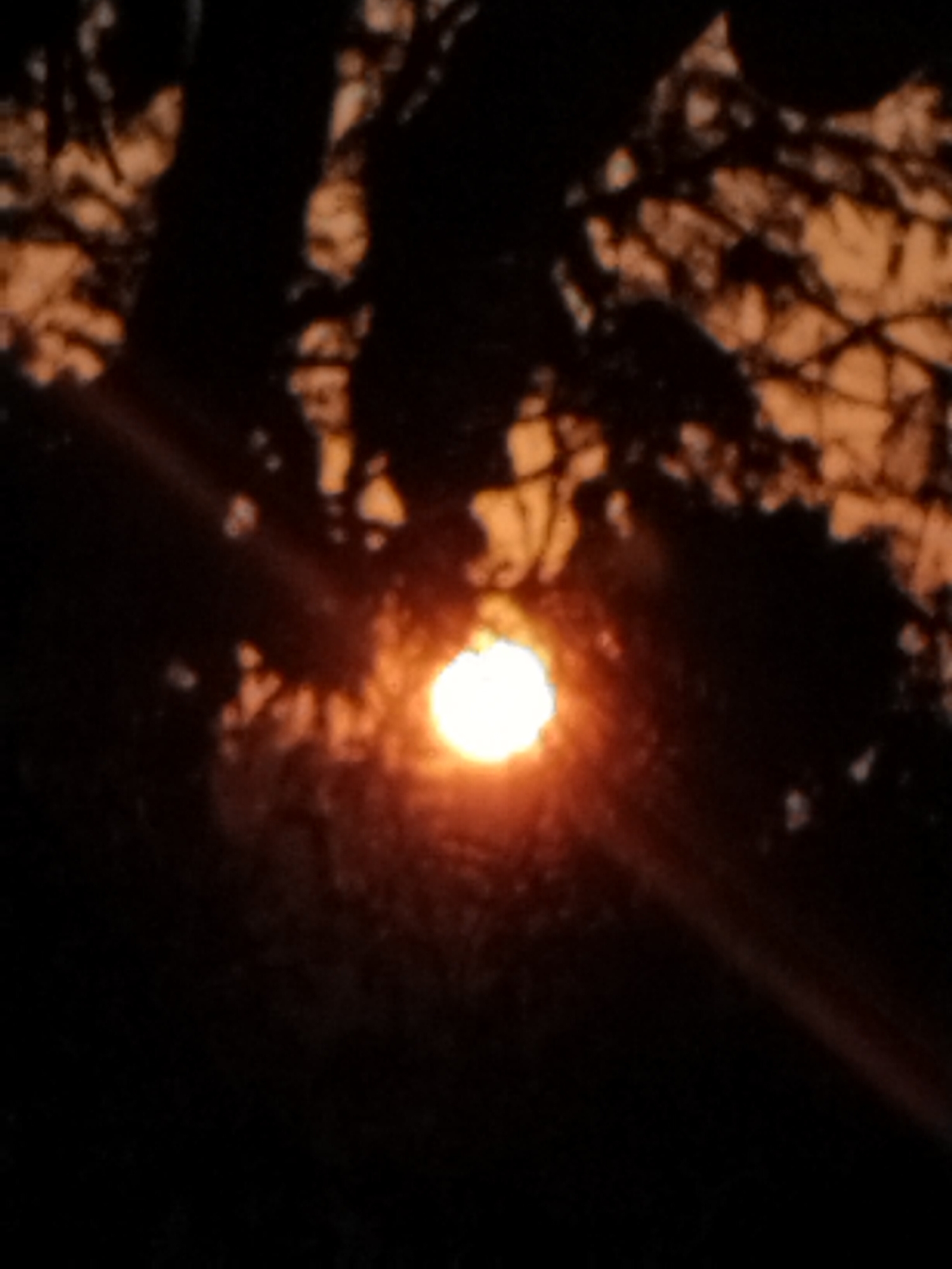 This media file presents a striking image of the sun, or a powerful light source, shining intensely through the silhouetted branches and leaves of trees. The central element is a brilliant, white-hot circular light, surrounded by a warm, orange-yellow glow. This bright orb is framed and partially obscured by numerous dark, intricate patterns of tree limbs and foliage, which are rendered in deep black and dark brown due to the strong backlighting.
The background behind the silhouetted trees is illuminated with soft, warm tones of orange and amber, strongly suggesting either sunrise or sunset. A distinct lens flare, appearing as a diagonal streak of radiant light, originates from the bright light source and extends towards the bottom right of the frame. The overall image has a soft-focus quality, particularly for the silhouetted details, enhancing the atmospheric effect of light filtering through natural elements. No discernible activity or people are present, and there is no visible text. The scene evokes a sense of tranquil natural beauty, focused on the dramatic contrast between light and shadow.