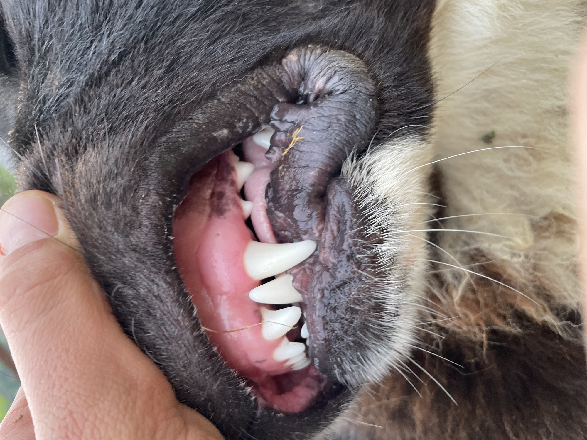 A close-up image shows a person holding open the mouth of a black and white dog, exposing its teeth. The dog's gums are pink and appear healthy. The person's hand is visible, holding the dog's jaw open. The background is blurred and indistinct. There is no indication of location in Zlatograd, Bulgaria, in the image.