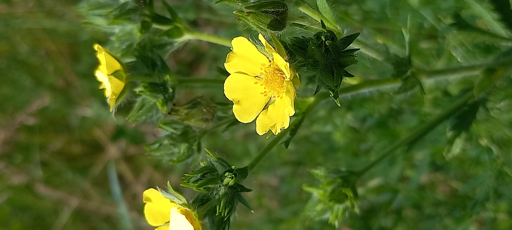 A close-up, vertical, eye-level shot captures a cluster of small yellow wildflowers with green buds and foliage against a soft-focus green background. The scene appears to be outdoors, possibly in a park or natural area within Kryvyi Rih, Ukraine, given the typical flora for the region. The focus is sharp on the main flower in the foreground, revealing its delicate petals and central stamen. Other flowers and buds are visible but less defined. The overall impression is one of natural beauty and growth.