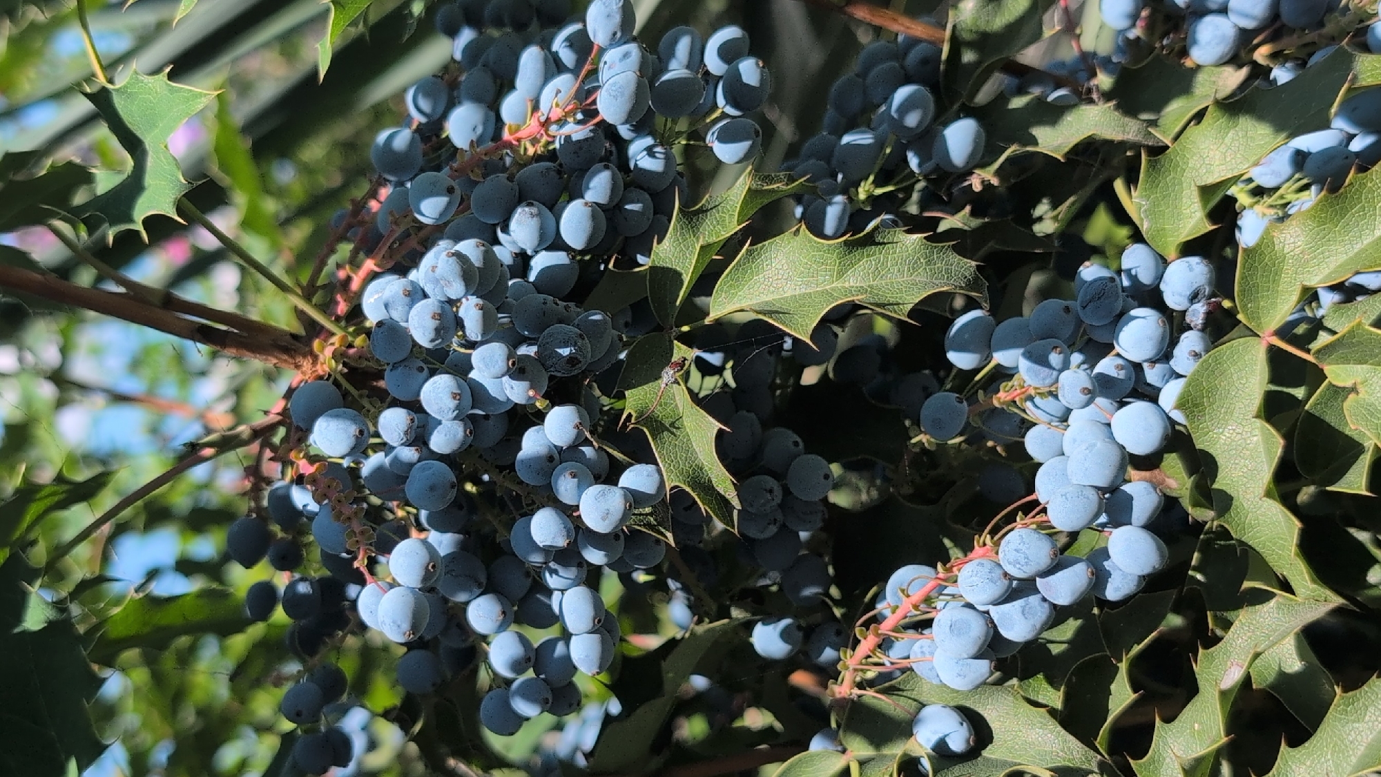A close-up, vertical shot captures a cluster of ripe blue berries hanging from a branch, with green, spiky leaves surrounding them. The berries are round and have a powdery blue-gray hue, with some showing a darker, almost black surface. The leaves are textured and have sharp points along their edges. Sunlight filters through the foliage, casting shadows and highlighting the berries. In the background, blurred greenery and hints of blue sky are visible. The image appears to be taken outdoors, likely in a natural setting, potentially a garden or park. There are no people or discernible structures in the frame.