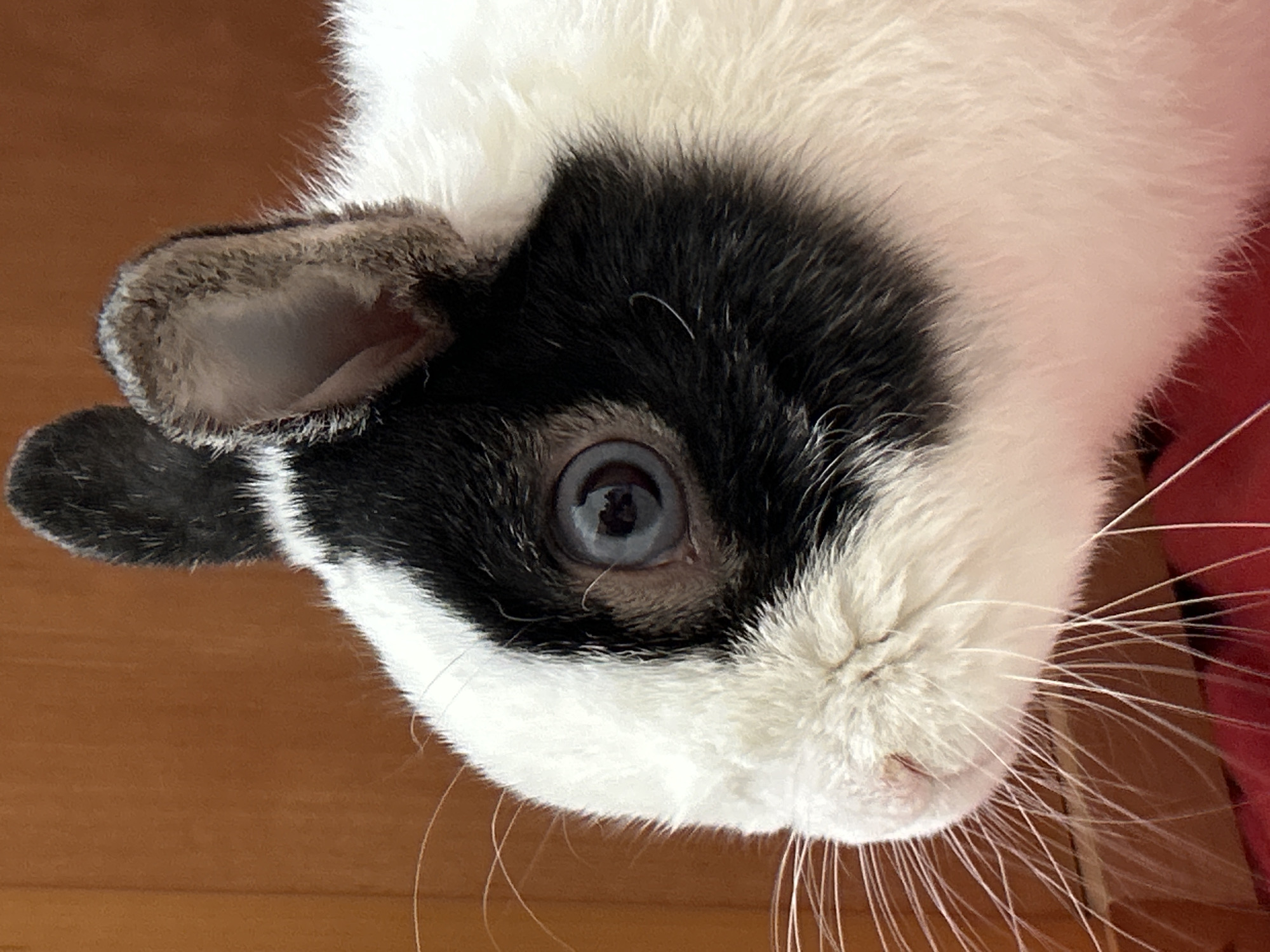 A high-angle, close-up photograph captures the head of a black and white guinea pig, or a similar short-eared rodent, tilted slightly. The animal's striking blue eye, with a dark pupil and a visible reflection of its surroundings, is prominent on the left side of its face. A patch of dense black fur surrounds this eye, contrasting sharply with the fluffy white fur covering the rest of its face and chin. Its small, rounded ear, mostly black and greyish-brown on the edges, is visible behind the eye.
Long, delicate white whiskers extend from both sides of its muzzle, fanning out against the background. The animal's nose and mouth are partially visible beneath the whiskers. The fur on its body, seen transitioning from black to white, appears soft and thick.
The background consists of two main elements: a warm, reddish-brown wooden surface (likely a floor or table) on the left and bottom, and a blurry section of red, possibly fabric or another soft object, on the right side of the frame. The lighting suggests an indoor setting, and the animal appears calm or curious, looking directly towards the viewer. No text is visible in the image.