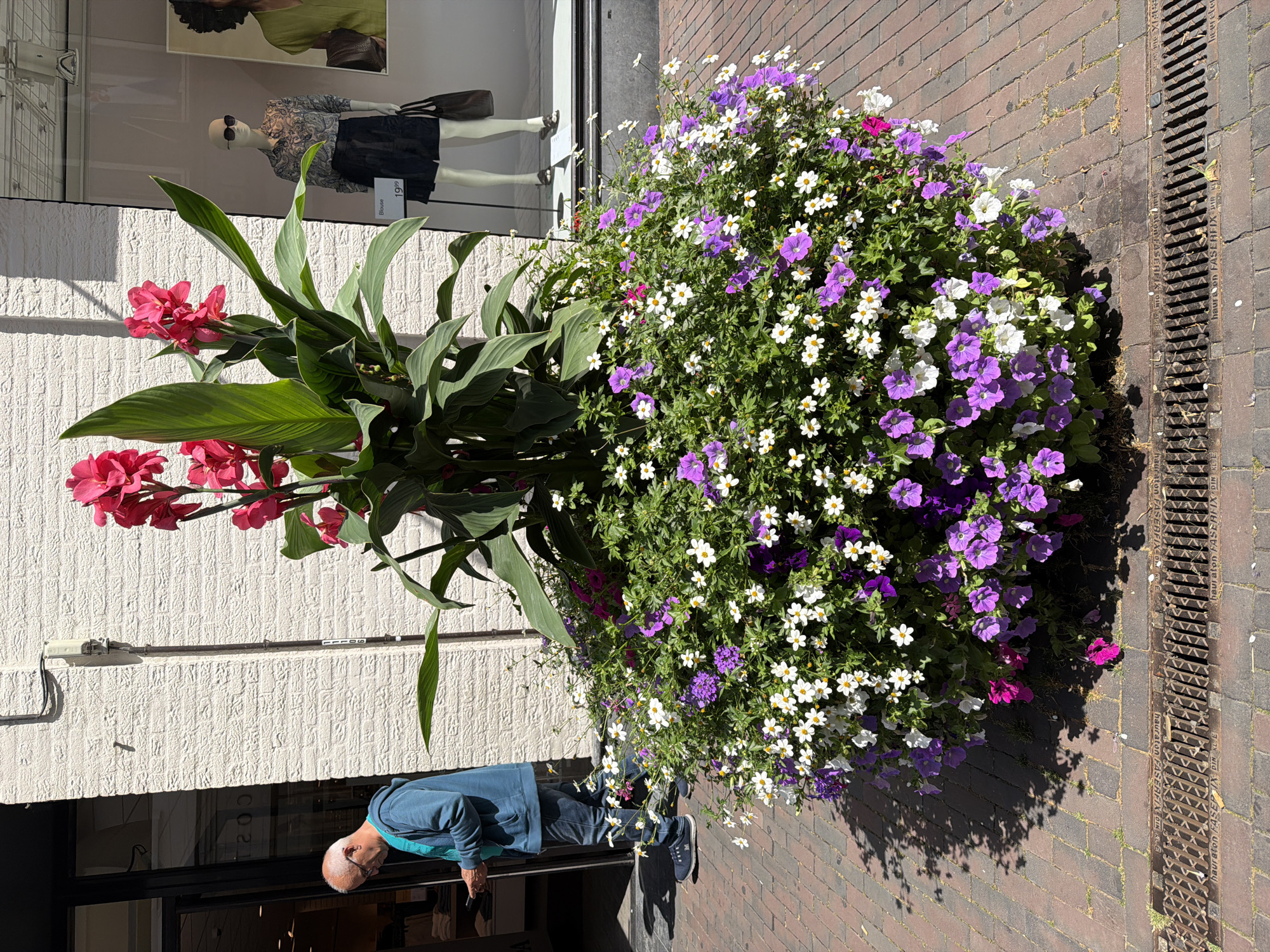 A man wearing a blue hoodie and jeans is standing on a brick sidewalk, looking at his phone. He is next to a large planter filled with flowers. The planter contains a mix of purple and white petunias, white daisies, and tall red canna lilies. In the background, a storefront window displays mannequins. A drain grate is visible on the sidewalk in front of the planter. The scene is illuminated by bright sunlight, casting shadows on the ground. This is likely a scene from Roermond, Netherlands, given the context.