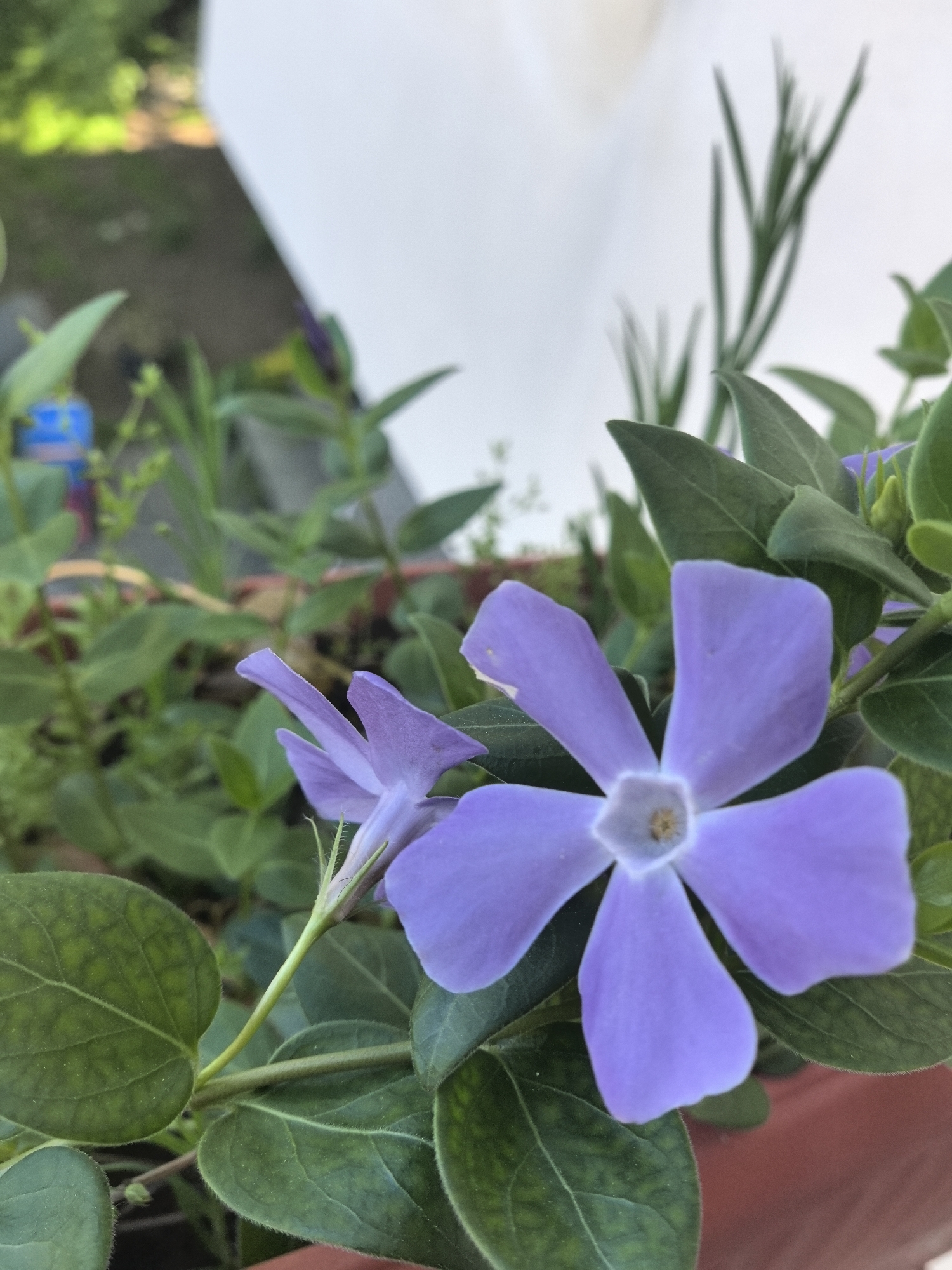 The image depicts a close-up view of two periwinkle flowers (Vinca) in a garden setting. The larger flower, in the foreground, exhibits a light purple hue with five petals. A smaller, partially visible flower is behind the larger one. Green foliage surrounds the flowers, filling much of the frame. A blurred background reveals a white wall or structure and additional greenery, suggesting a garden environment. The location of Hrabrino, Bulgaria, is not evident in the image.