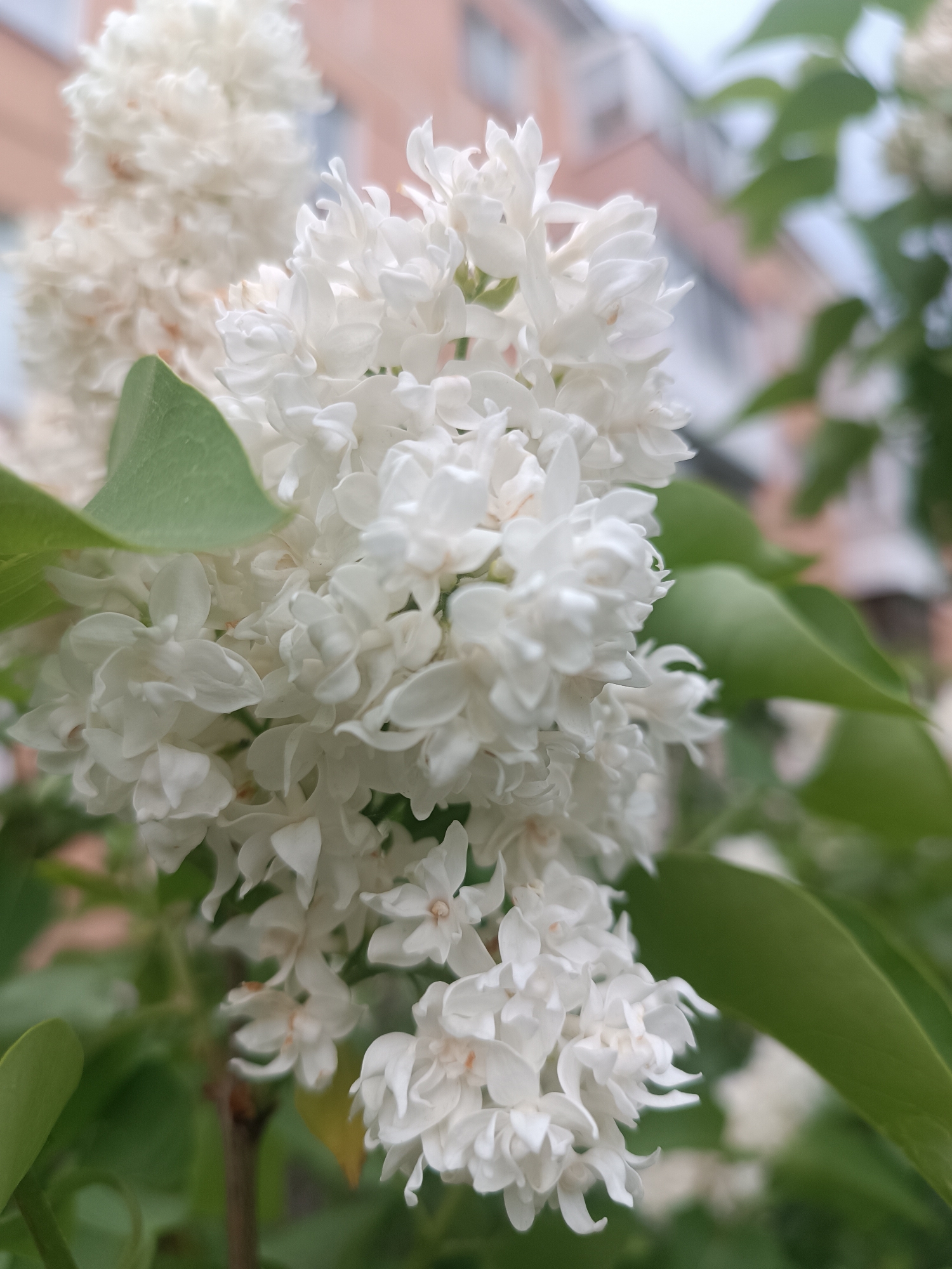 The image features a close-up view of a cluster of white lilac blossoms with green leaves. The blossoms are densely packed, showcasing their delicate petals. The background reveals a blurry building with pinkish-beige tones. Based on the prompt, this scene is located in the city of Chaikovsky, Russia. There are no people visible. The focus is on the plant itself, and its floral structure.
