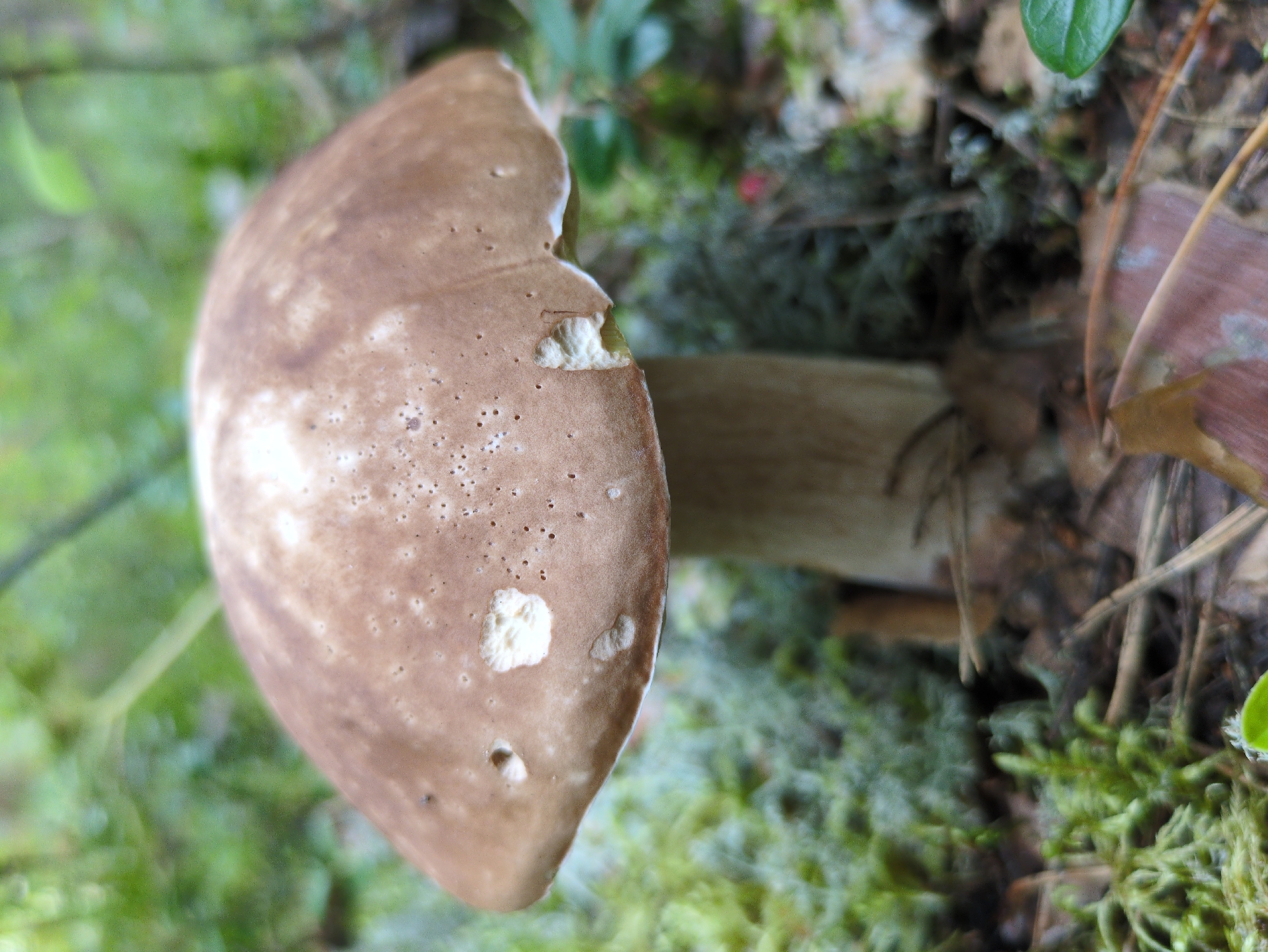 A brown-capped mushroom with a thick, pale stem grows in a mossy forest floor. The mushroom's cap is slightly convex and shows some imperfections, with a few small holes and chipped edges. The surrounding environment consists of lush green moss, fallen pine needles, and blurred foliage in the background, suggesting a natural woodland setting. The lighting is soft and diffused, characteristic of a shaded forest. There are no people or animals visible in the image, nor any man-made objects. The scene is static and natural. The specific location within the city of Kulebaki, Russia, cannot be determined from the visual information alone.