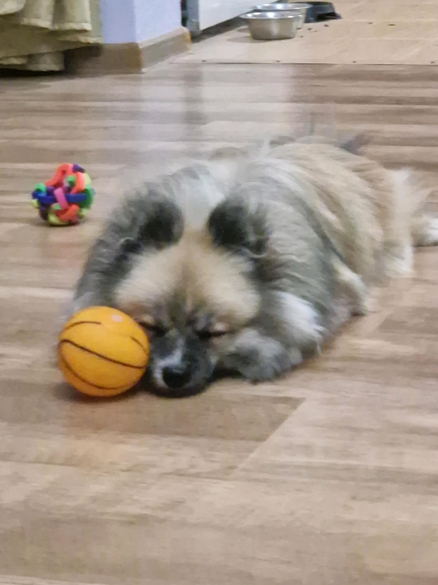 A small, fluffy dog is sleeping on a wooden floor. The dog has light brown and grey fur and is lying down with its head resting on an orange basketball. To the left of the dog, there is a colorful, knotted toy ball. In the background, there are two silver bowls, one with a black lid. The floorboards are light brown. The scene appears to be indoors, possibly in a home. No information is provided to indicate the location in the city of Mykolaiv, Ukraine.