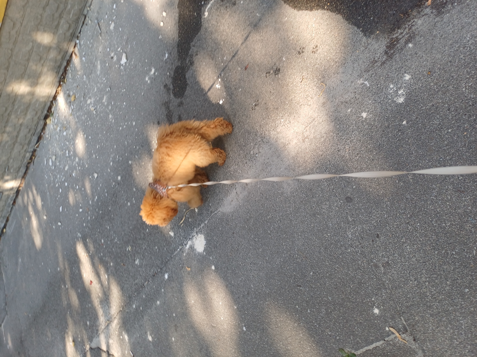 A light brown, fluffy dog is being walked on a leash on a cracked asphalt surface. The dog is facing away from the camera and to the left, with its tail and hindquarters visible. It is wearing a patterned collar. A thin white leash extends from the collar, going diagonally down and to the right of the frame. The ground is littered with small white and yellow debris and some shadows of leaves are cast on the surface. In the background, a light-colored stone or concrete wall runs horizontally across the image, with a shadowed area above it. The overall scene suggests an outdoor environment, possibly a sidewalk or pathway in a city. This image was taken in Kyiv, Ukraine.