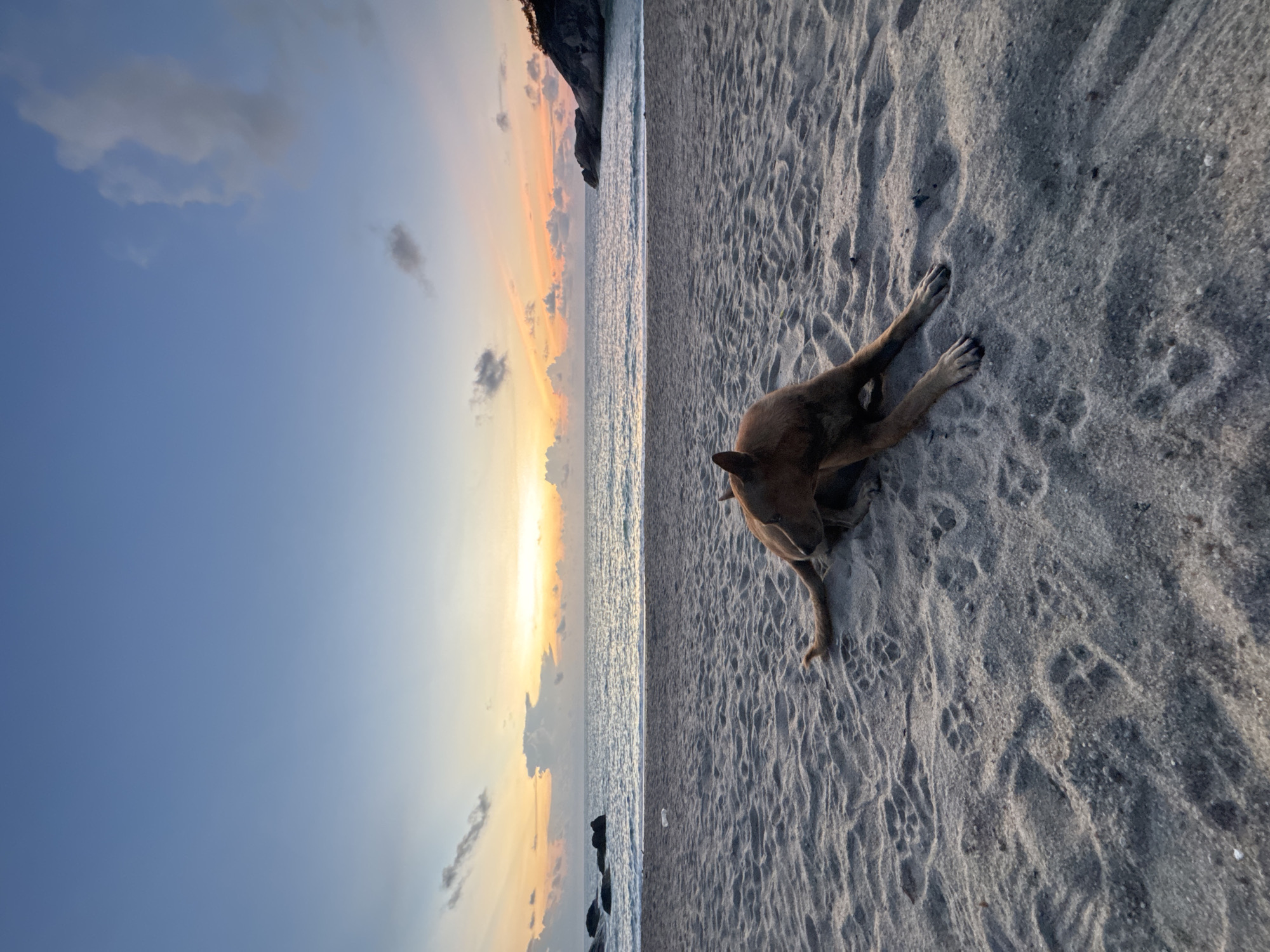 The image is a beach scene, potentially at sunset, with a dog resting on the sand. The location is Baan Thong Nang, Thailand. The sky is a mix of blue and orange hues, with some clouds visible. The sea is calm, and there are rocks at the edge of the water. The sand is grayish-white and shows footprints. The dog is brown and is lying down, facing away from the ocean.