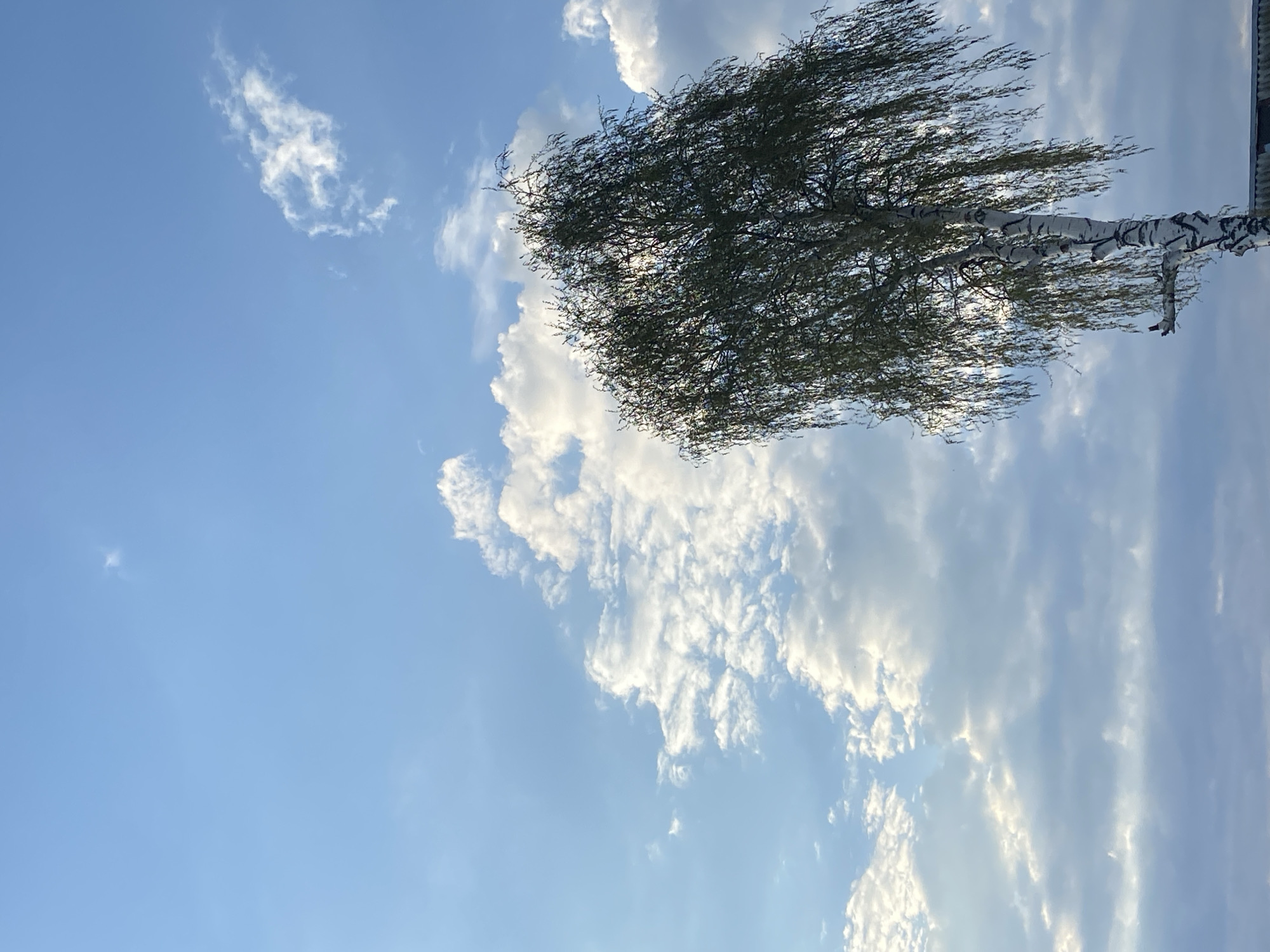 The image shows a birch tree with white bark and a dense canopy of green leaves against a blue sky with scattered white clouds. The tree is located in the city of Chaikovsky, Russia, based on the information provided. The photograph is taken from a low angle, looking up towards the tree and sky.