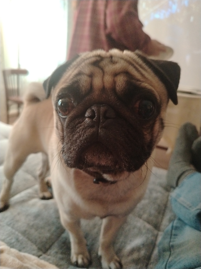 The image depicts an indoor scene in the city of Lezhnevo, Russia, focused on a fawn-colored pug dog positioned in the foreground. The pug stands on a light gray, quilted fabric surface, likely a bed or sofa. It faces directly forward, its dark muzzle, prominent dark eyes, and wrinkled forehead clearly visible. A small black collar is around its neck. To the immediate right of the pug, a human leg wearing light blue jeans and a grey sock is visible, resting on the same quilted surface. In the background, to the left, a brightly lit window and a portion of a wooden chair with vertical slats are blurred. To the right in the background, another person's lower legs and feet are visible; this individual wears reddish-brown plaid trousers and light-colored shoes, appearing to stand or be positioned further back. A light-colored, rectangular object is partially visible behind the standing person's feet.