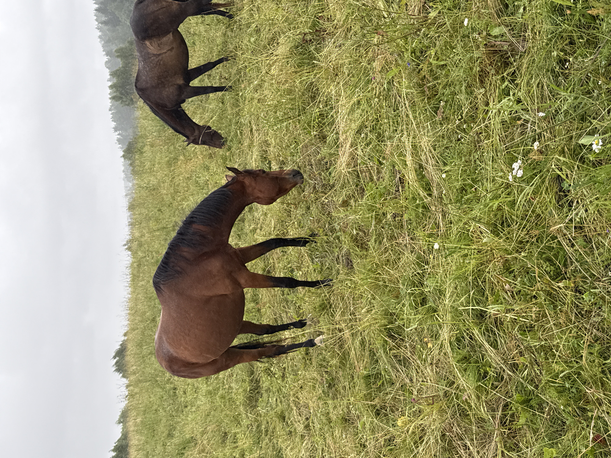 Two horses are grazing in a grassy field. The horse in the foreground is a bay color with a dark mane and tail, and it is facing the ground. The second horse, in the background, is a darker brown color. The field is covered in tall, green and yellow grass. In the distance, there are trees and a cloudy sky. The image was taken in Galinė, Lithuania.