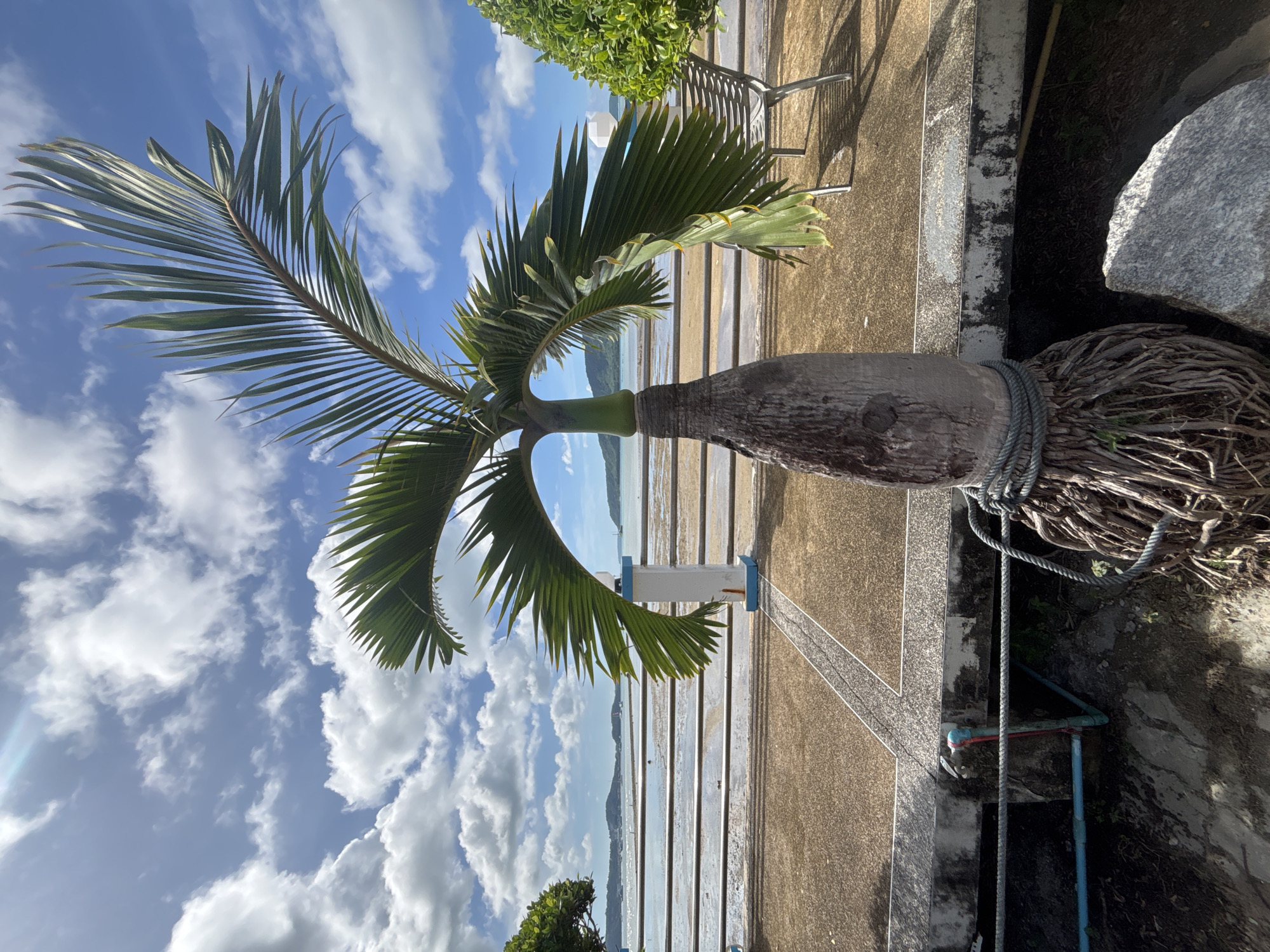 A young palm tree with exposed roots, secured by rope, stands on a concrete embankment in Rawai, Thailand. The tree has a bulbous trunk and fronds reaching towards a bright, partly cloudy sky. In the background, a sandy beach meets a calm body of water, with distant islands and sailboats visible. A metal bench and a white post with blue accents are situated on a paved walkway behind the tree. The scene appears to be a coastal park or promenade.