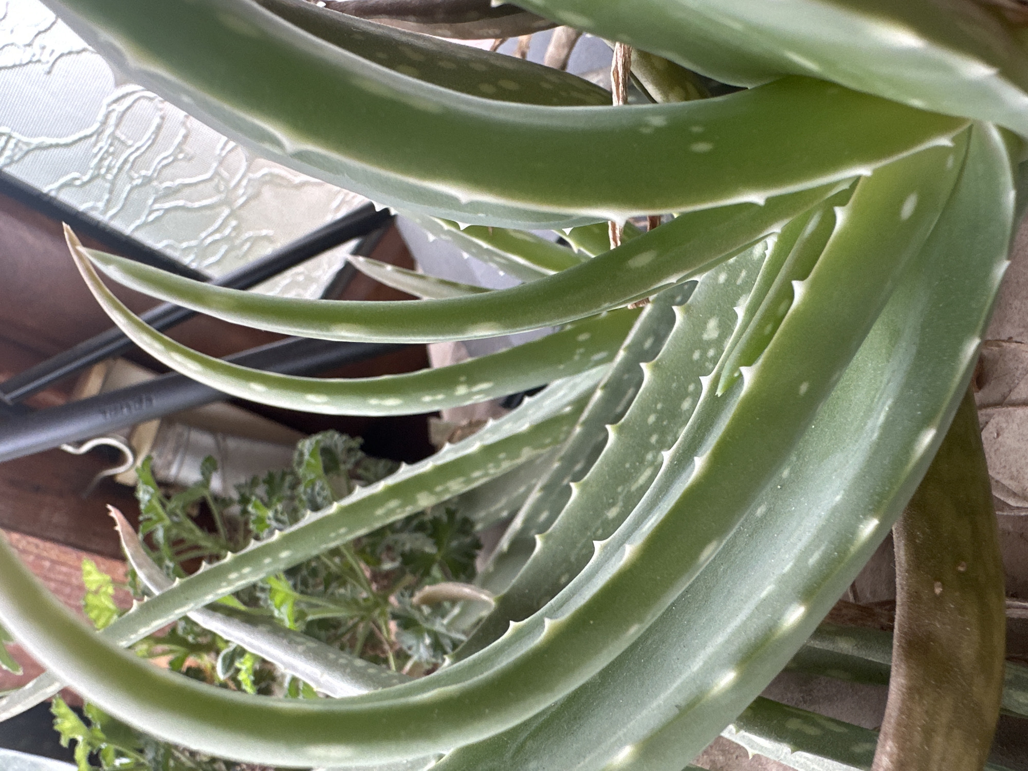 A close-up, high-angle shot prominently features the lush, green leaves of an aloe vera plant. The thick, succulent leaves dominate the frame, displaying their distinctive serrated edges and scattered, lighter-colored spots. The leaves are arranged in a layered, organic pattern, with some arching upwards and others creating a dense cluster.
In the background, partially obscured by the aloe vera foliage, are glimpses of other green, leafy plants, possibly a different type of houseplant or herb. Dark, indistinct shapes, which could be parts of a plant pot or furniture, are also visible. In the upper left background, a light-colored, textured surface with an abstract, swirling pattern can be seen, possibly a window with frosted glass or a decorative screen.
The lighting appears natural and bright, suggesting it is daytime. There are no people visible, nor any discernible text. The image provides a detailed view of the plant's textures and forms. The scene depicts a tranquil indoor plant setting.