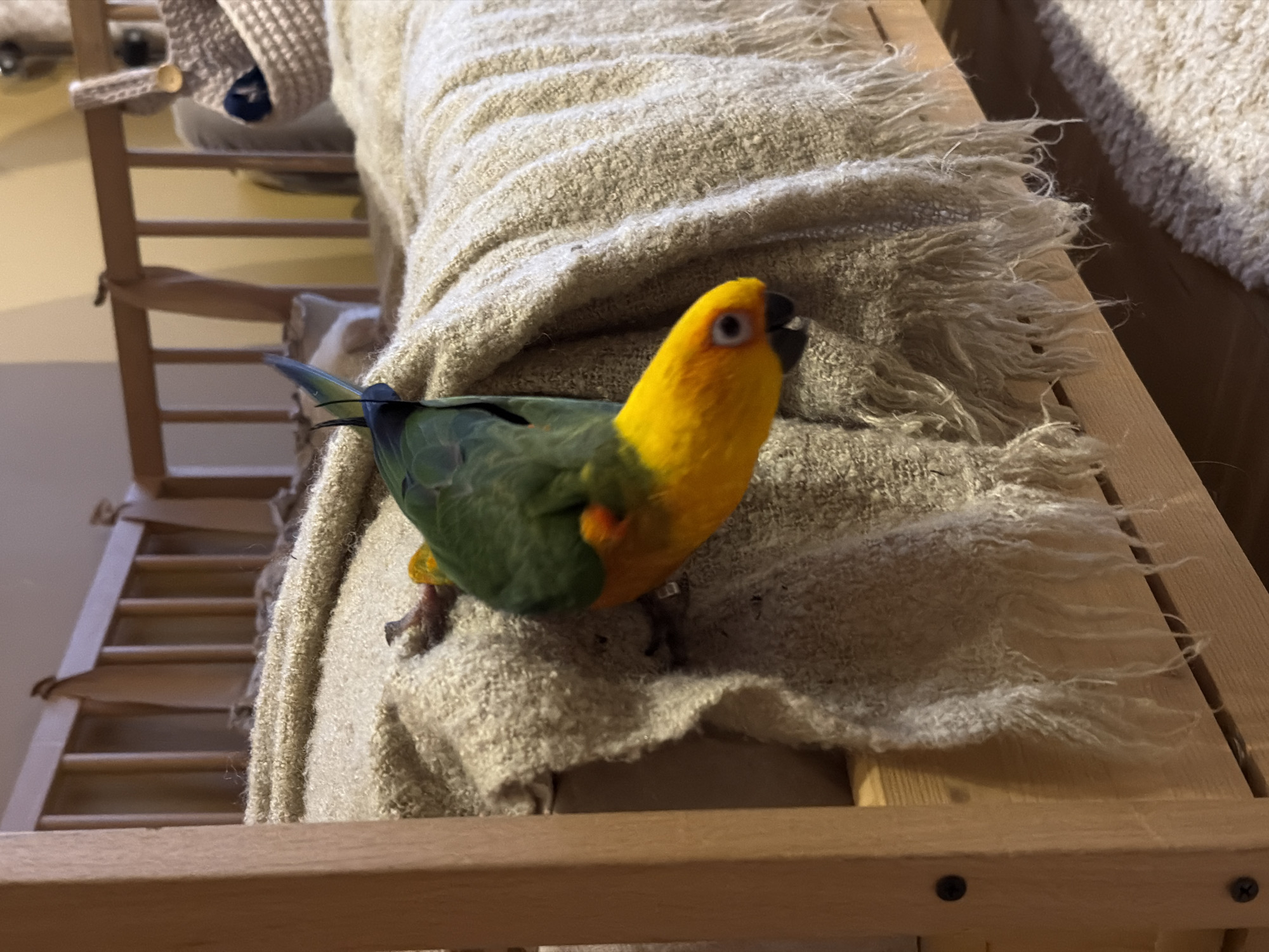 A vibrant Sun Conure parrot is the central subject of this indoor scene, located in Khimki, Russia. The bird displays striking coloration with a bright yellow head and neck, a dark eye encircled by a pale ring, and a black beak. Its body is predominantly green, with noticeable orange patches on its chest and belly, and blue-green tail feathers visible from behind.
The parrot is perched on a thick, light beige or off-white textured blanket. The blanket features a woven pattern and distinctive fringed edges, which are prominent in several areas of the image. This blanket is draped over a light-colored wooden structure, which appears to be part of a furniture piece like a crib, bunk bed frame, or shelving unit, indicated by its horizontal wooden slats visible in the background and foreground.
The parrot is oriented towards the right side of the frame, appearing alert with its head slightly turned. The overall lighting suggests an indoor setting, possibly during the daytime with indirect natural light or artificial illumination. There is no visible text in the image. The setting conveys a cozy, domestic atmosphere.