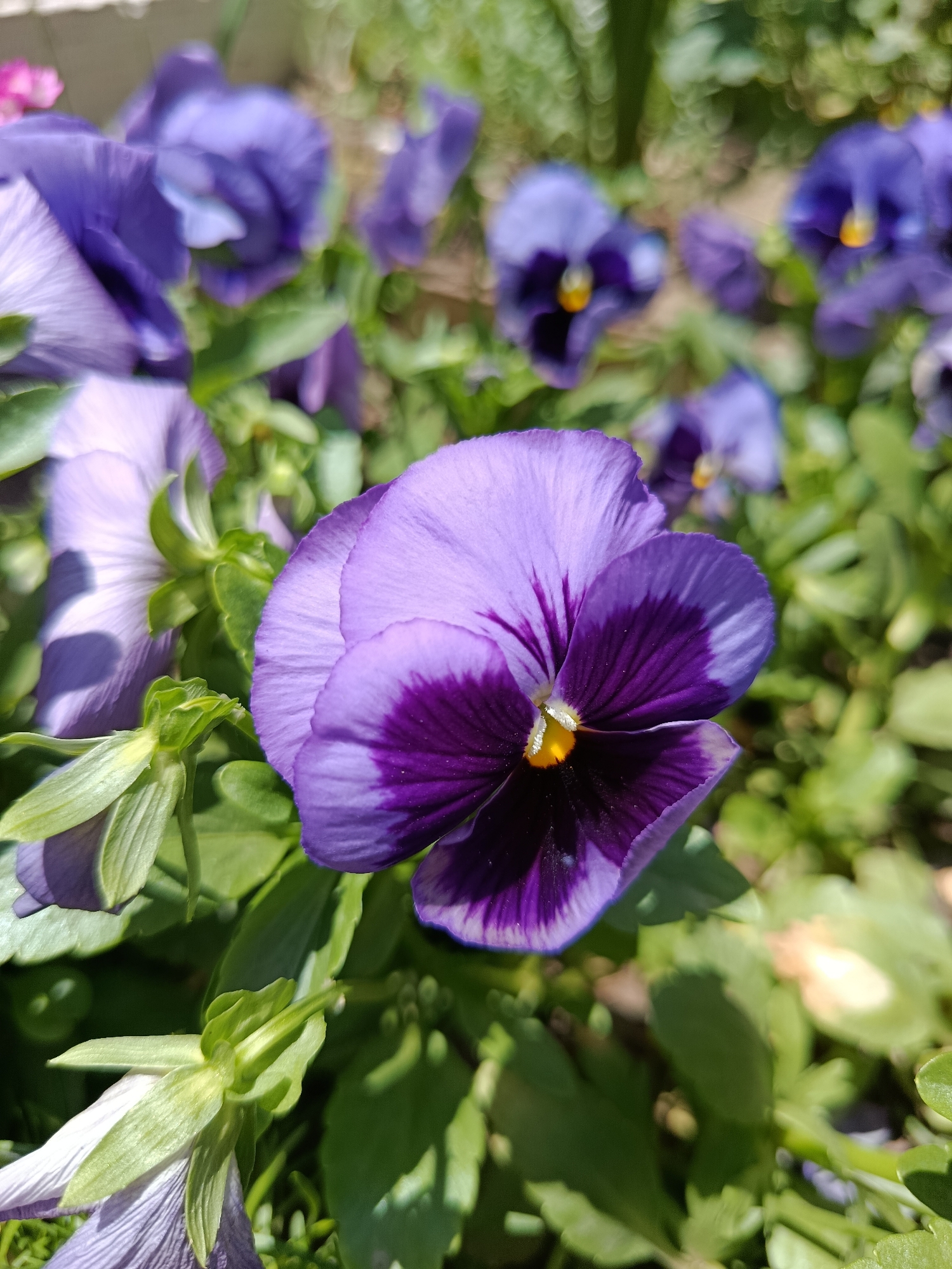 A close-up shot focuses on a vibrant purple pansy with a dark purple center, its delicate petals illuminated by sunlight. The flower is nestled amongst lush green foliage, with other pansies, some blurred in the background, adding depth to the scene. The overall impression is one of natural beauty and springtime freshness.