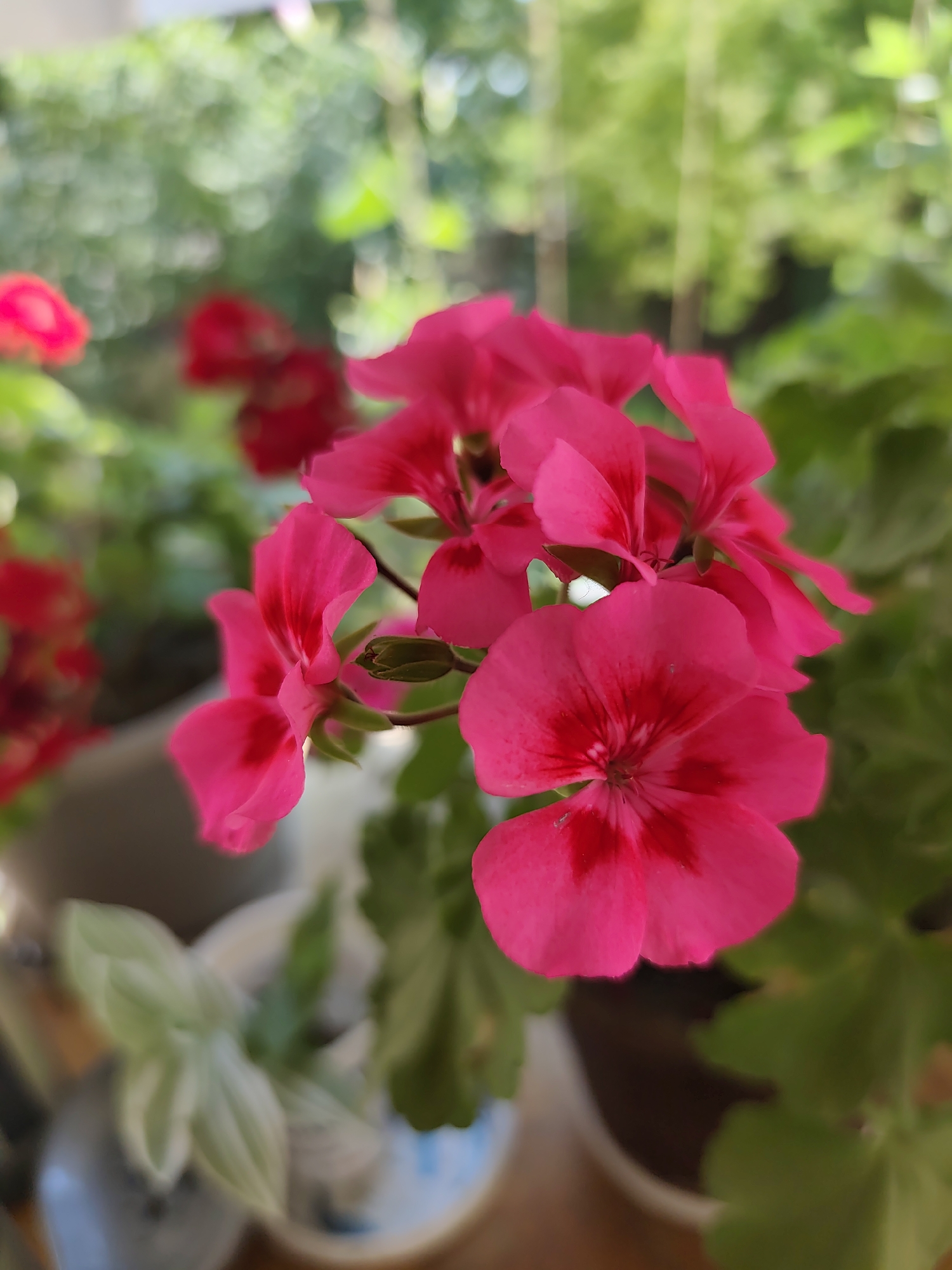 A close-up, vertical, outdoor shot shows a cluster of vibrant pink geranium flowers in the foreground. The flowers are in focus, with their petals displaying a rich magenta hue and darker red veining near the center. Some of the flowers are fully bloomed, while others appear as buds. The background is a soft, blurred green, suggesting foliage and possibly trees, indicating a natural setting. A glimpse of a white pot and a blurred plant with light green leaves is visible in the lower left corner. The lighting suggests it is daytime, with natural light illuminating the scene. The image does not depict any people or specific landmarks that would allow for precise identification of the location within Goyany, Moldova.