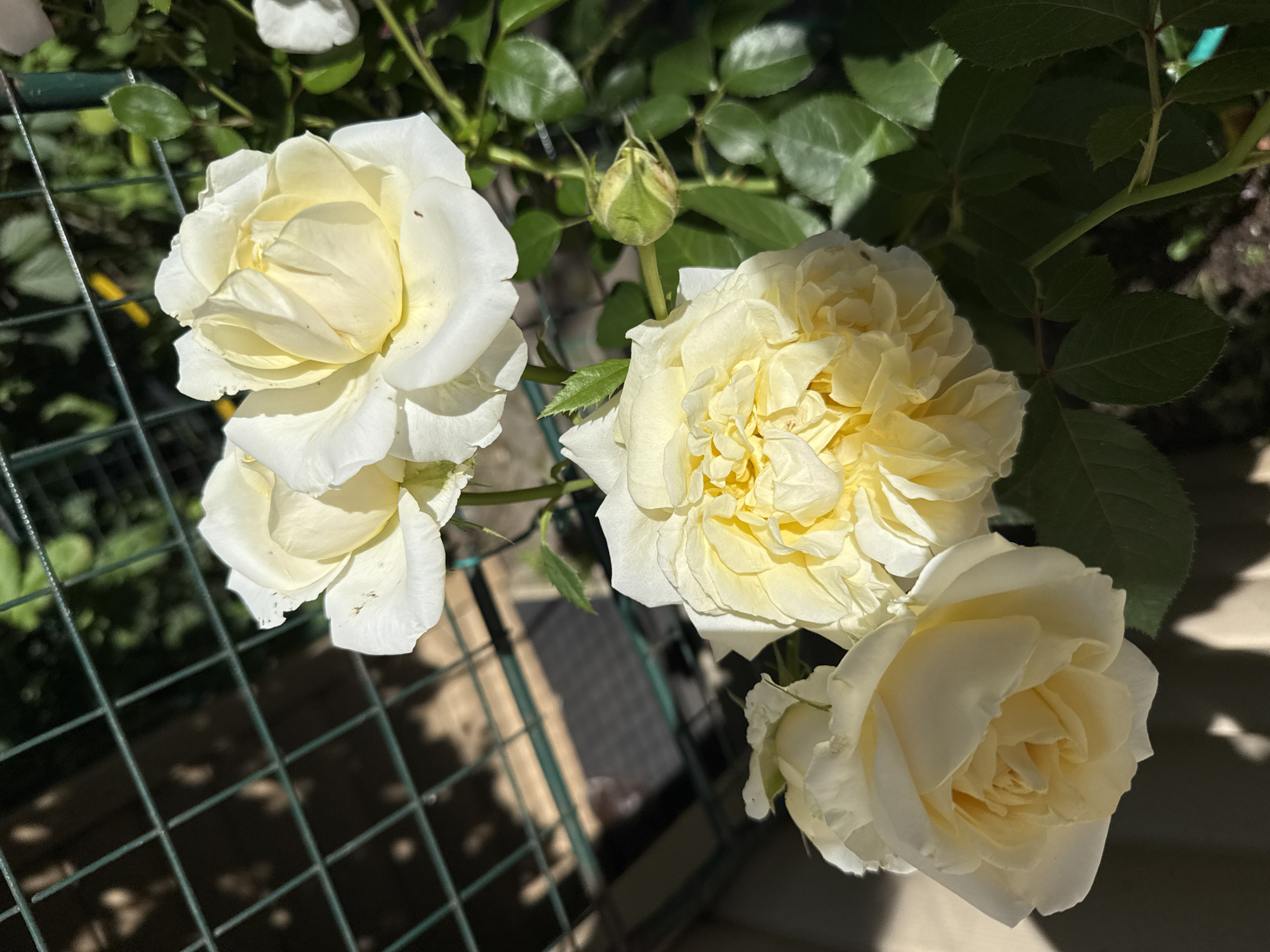 A close-up, vertical shot captures a cluster of pale yellow roses blooming in what appears to be a garden or allotment in Saint Petersburg, Russia. The roses are in various stages of bloom, with some fully open and others still budding. The soft, creamy petals are delicately layered, and sunlight casts subtle shadows across their surfaces. The backdrop includes the lush green foliage of the rose bush and a dark green wire fence, partially obscuring a textured surface with dappled light. No people are visible in the frame, and the focus is entirely on the natural beauty of the flowers.