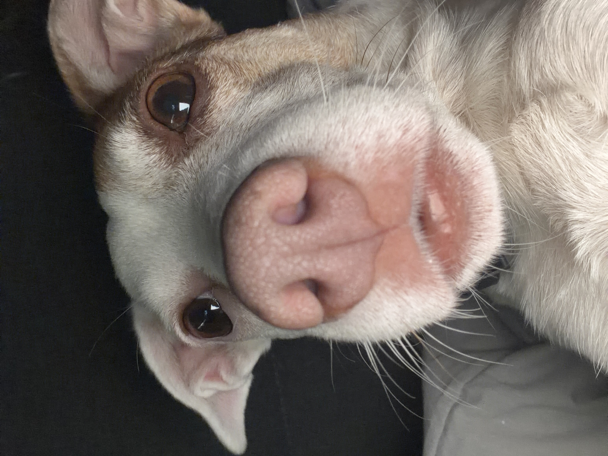 A domestic canine's head is centered and magnified, occupying the majority of the vertical frame against a dark, indistinct background. The animal features predominantly white fur with patches of light brown or tan around its dark brown eyes and extending to the ears. Both eyes display distinct square reflections, indicating a frontal light source. Its prominent, textured pink nose is situated centrally, with visible nostrils. Numerous long, white whiskers extend laterally from the muzzle. The mouth is slightly agape, revealing a portion of pink tissue, possibly the lower lip or tongue. The ears are semi-erect. The dog appears to be looking directly at the viewer. A soft, light gray surface is partially visible in the bottom-left corner, possibly fabric.