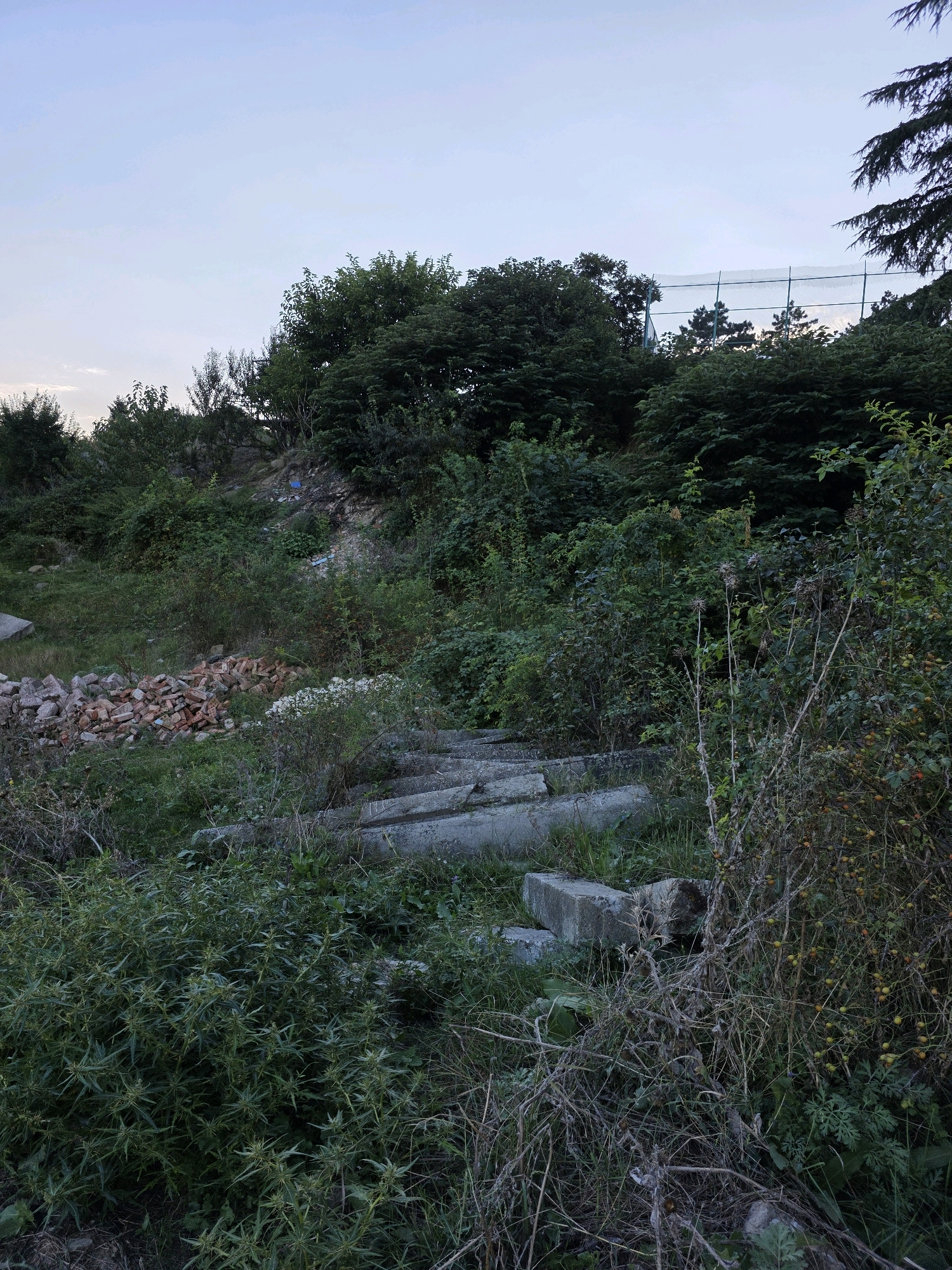 A low-angle, outdoor, vertical shot depicts an overgrown, slightly dilapidated hillside. The foreground is dominated by dense green foliage, with tall, dry grasses and thorny bushes. In the middle ground, several large, grey concrete slabs are partially submerged in the undergrowth, appearing to be remnants of a pathway or construction. To the left, a pile of reddish-brown bricks lies scattered. Further up the slope, more thick vegetation and some exposed earth are visible. In the background, a line of trees forms a dark green canopy, with glimpses of a fence and possibly a sports court beyond. The sky above is a pale, hazy blue, suggesting either early morning or late evening. The scene appears to be located in a neglected or abandoned area on a hillside in Tbilisi, Georgia, possibly on the outskirts of a residential or recreational zone. No people or animals are present in the frame.