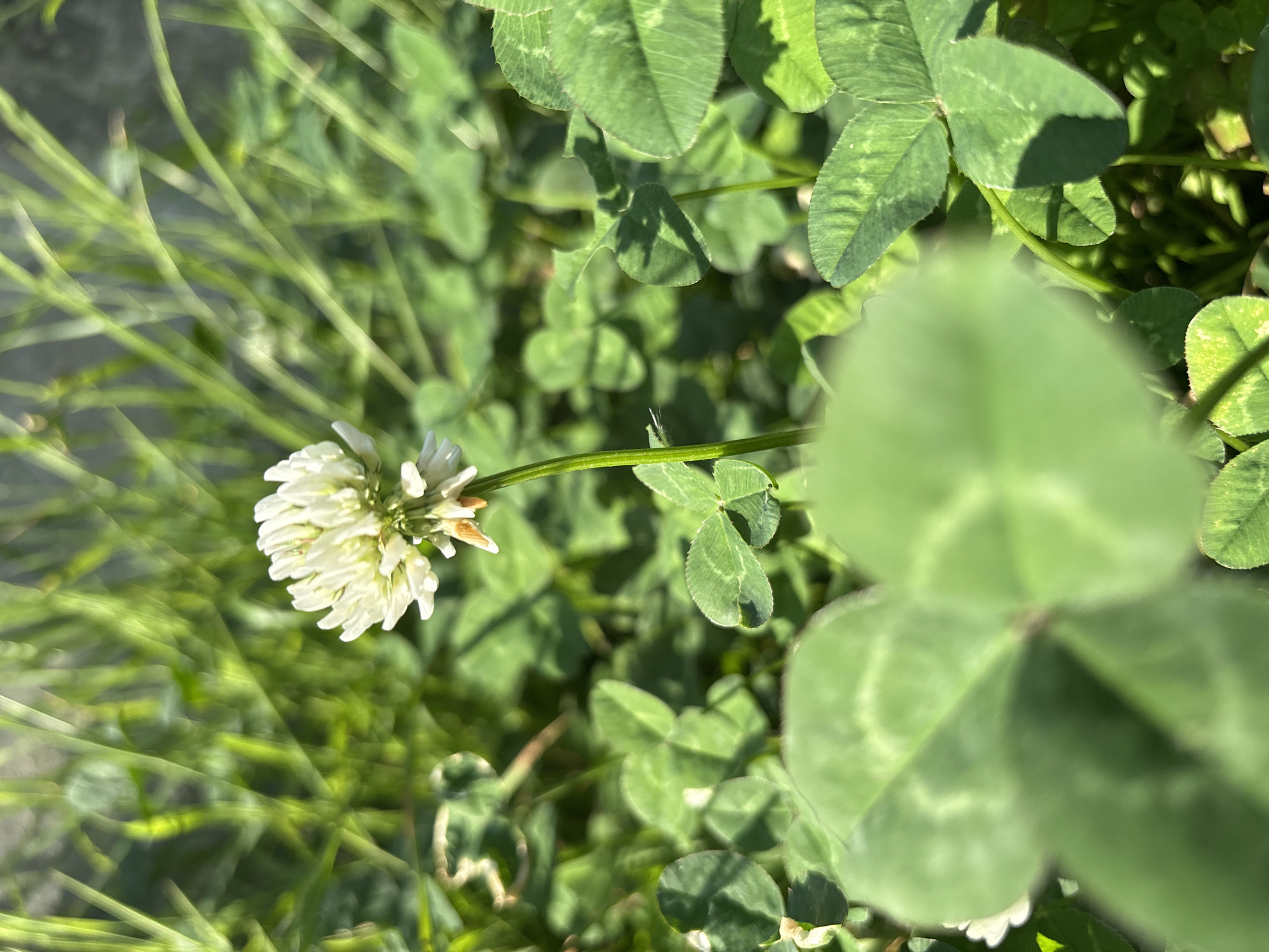 In a sunlit patch of green clover, a single white clover flower stands tall on its stem. The clover bed is dense with lush green leaves, some in sharp focus in the foreground, others blurred into soft shapes in the background. Tall, thin blades of grass rise behind the flower, catching the sunlight and creating a dappled effect. The scene is peaceful and natural, suggesting a quiet corner in the city of Sochi, Russia. There are no people or animals visible in this image.