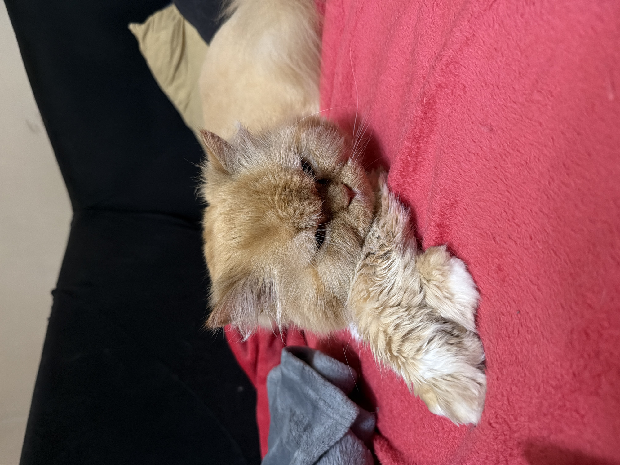 A medium shot depicts a fluffy, ginger-colored cat resting on a bright pink fuzzy blanket. The cat's face is turned towards the viewer, with its eyes partially closed and a slightly grumpy expression. Its front paws are resting on the blanket in front of its face. To the left of the cat, a folded gray blanket is visible. In the background, a dark surface, possibly a couch, and a light-colored pillow can be discerned. The setting appears to be indoors, within a residential environment in Sofia, Bulgaria.