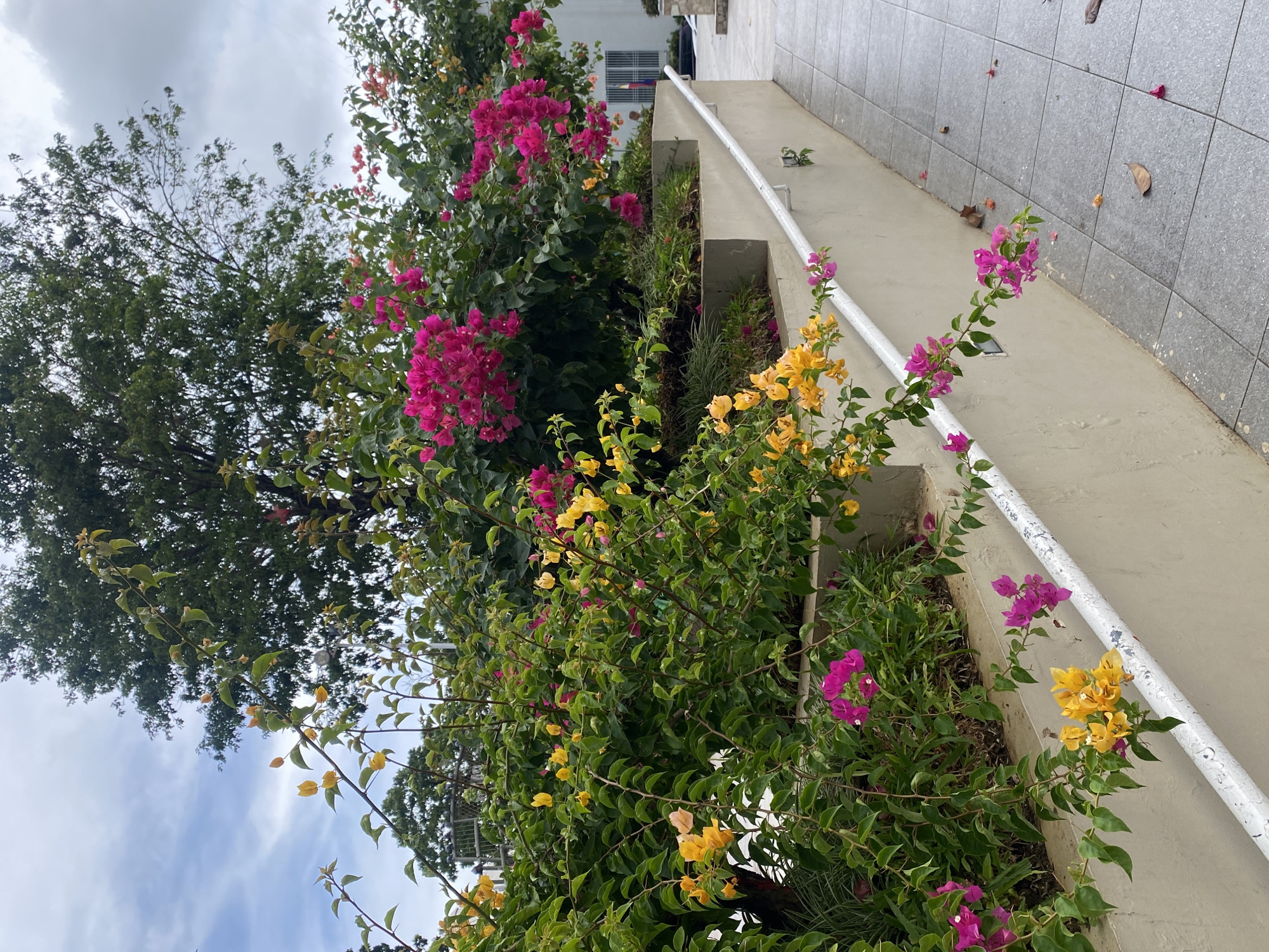 The image depicts an outdoor scene with vibrant bougainvillea flowers in bloom. The flowers are predominantly pink and yellow, cascading over a beige, multi-tiered planter box that slopes downwards from left to right. A white metal railing runs along the edge of the planter box, also adorned with some of the flowering vines. The ground in front of the planter is paved with gray square tiles. In the background, a large, leafy green tree dominates the upper portion of the image, with a partially visible building and a cloudy sky completing the backdrop. The scene suggests a landscaped area, possibly in a park, garden, or along a pathway in an urban setting. While the exact location within Davao City is not specified, the presence of lush vegetation and tropical-looking bougainvillea is consistent with the climate of the Philippines. There are no people visible in the frame, and the focus is entirely on the natural elements and the architectural landscaping.