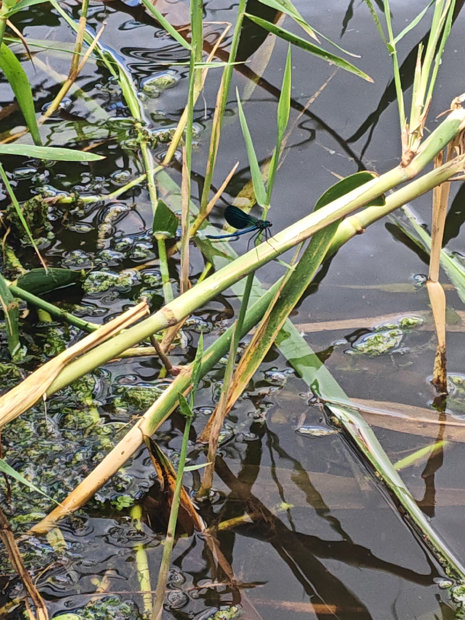 A dark blue dragonfly with transparent wings is perched on a thick green reed in murky water. The reed is surrounded by other reeds and aquatic plants, with some of the reeds being dry and brown. The water is dark and reflects the surrounding vegetation. The scene appears to be a natural body of water, possibly a pond or slow-moving stream, located within the city of Krutinskii, Russia.