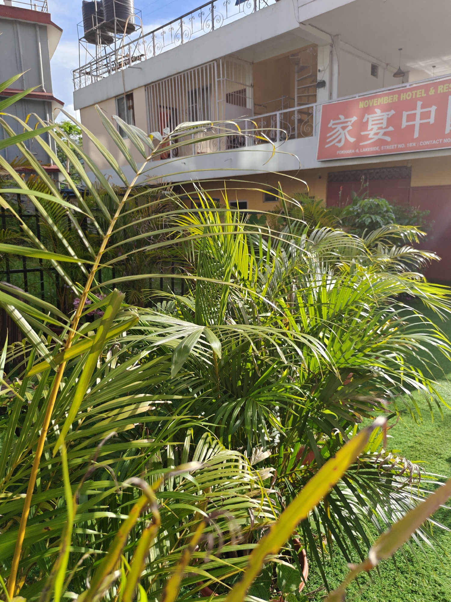 The image is a medium shot of the facade of the November Hotel and Restaurant in Pokhara, Nepal. The hotel is a multi-story building with a beige-colored exterior, white railings, and a spiral staircase visible on one of the upper floors. A prominent red sign on the building reads "NOVEMBER HOTEL & RESTAURANT" in English, followed by Chinese characters and address information including "POKHARA-6, LAKESIDE, STREET NO. 18A". In the foreground, lush green palm fronds obscure part of the hotel. Behind the hotel, there is a clear blue sky with some clouds. The scene is set in an outdoor environment, with a well-maintained green lawn visible in the lower right portion of the image, suggesting a garden or courtyard area. There are no people visible in the image.