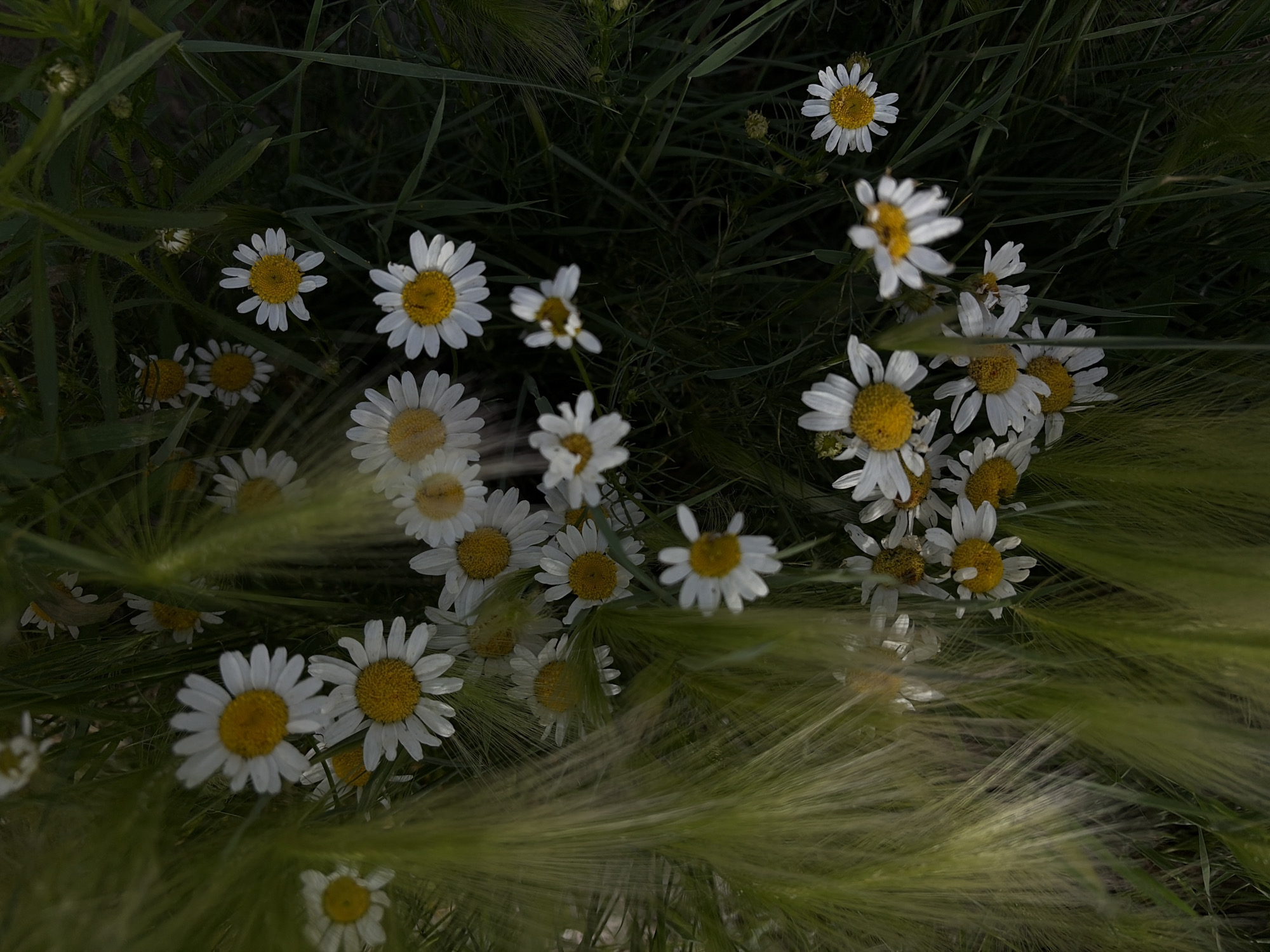 The image is a close-up, top-down view of a cluster of daisies interspersed with tall green grass and some feathery seed heads. The daisies are white with yellow centers and vary in their bloom status, with some fully open and others partially closed or buds. The overall lighting is dim, creating a slightly moody and naturalistic effect. There are no people or any indication of a specific location within the city of Chaikovsky, Russia. The scene appears to be a natural or wild setting.