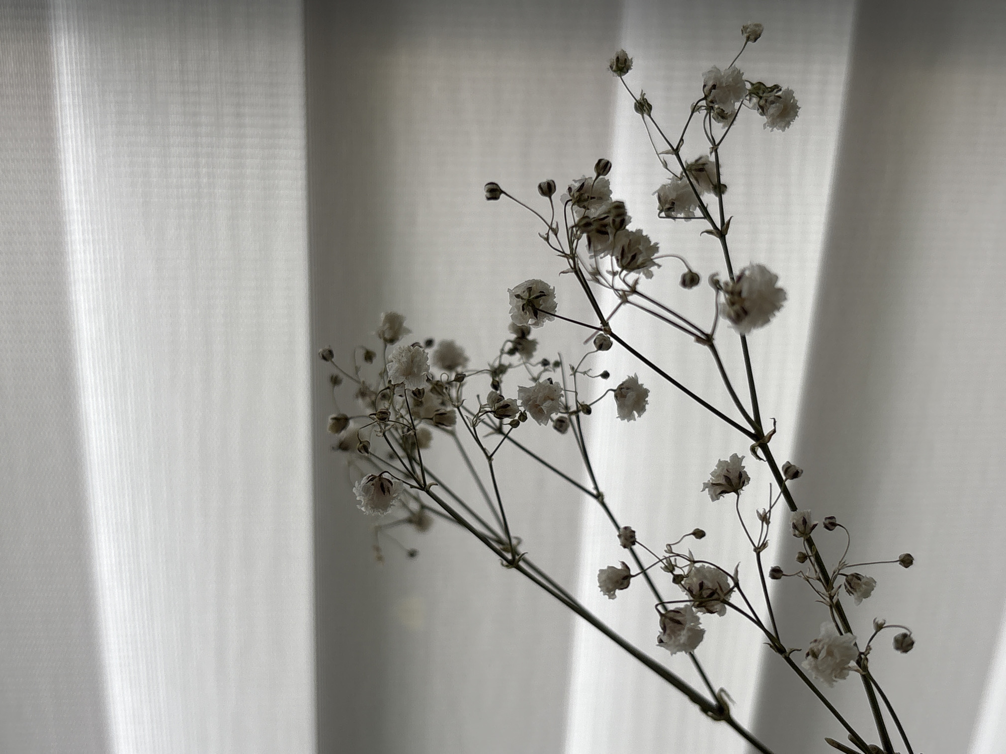 The image shows sprigs of dried baby's breath flowers (Gypsophila) in the foreground. The background consists of a textured, off-white or light grey vertical blind or curtain. The scene is softly lit, casting shadows on the curtain. The flowers are delicate and appear to be past their prime, with some buds closed and others partially open. The image is predominantly in muted tones, creating a calm and minimalist aesthetic. No people are visible in the photograph.
There is no information to support the claim that the image was taken in Saint Petersburg, Russia.