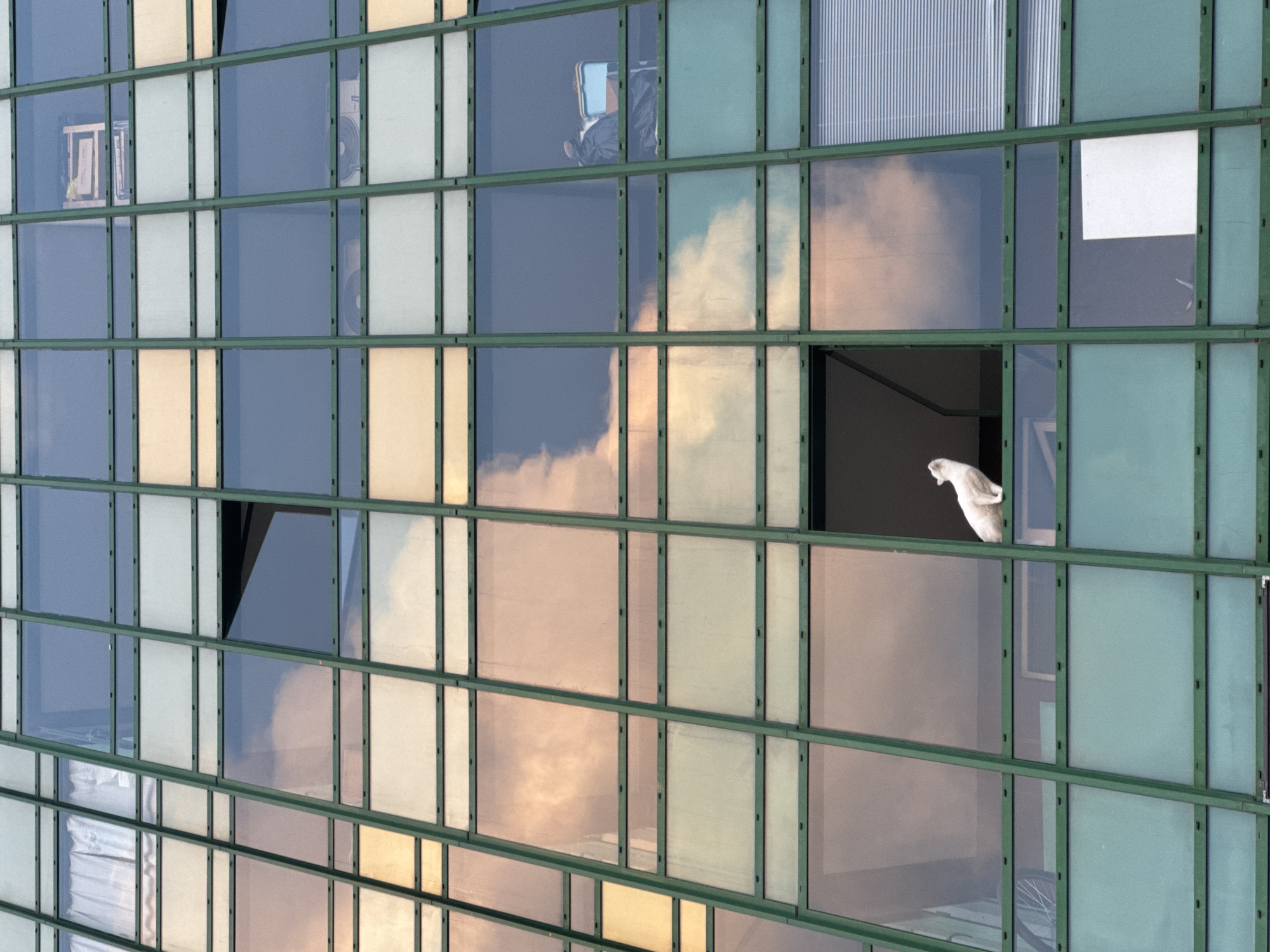The image is a low-angle, full-frame shot of a modern building with a grid of windows and green metal framing. The windows reflect the sky, showing soft pink and orange clouds. In the middle-left section of the building, on a windowsill of an open window, sits a white cat looking upwards. The cat appears to be a short-haired breed, with its head tilted back and mouth slightly open. The rest of the windows show various interior elements: some are covered by white blinds, others display reflections or dimly lit interiors with furniture, and one window shows a stack of objects resembling boxes. The building's facade is clean and uniform, suggesting an urban setting.
