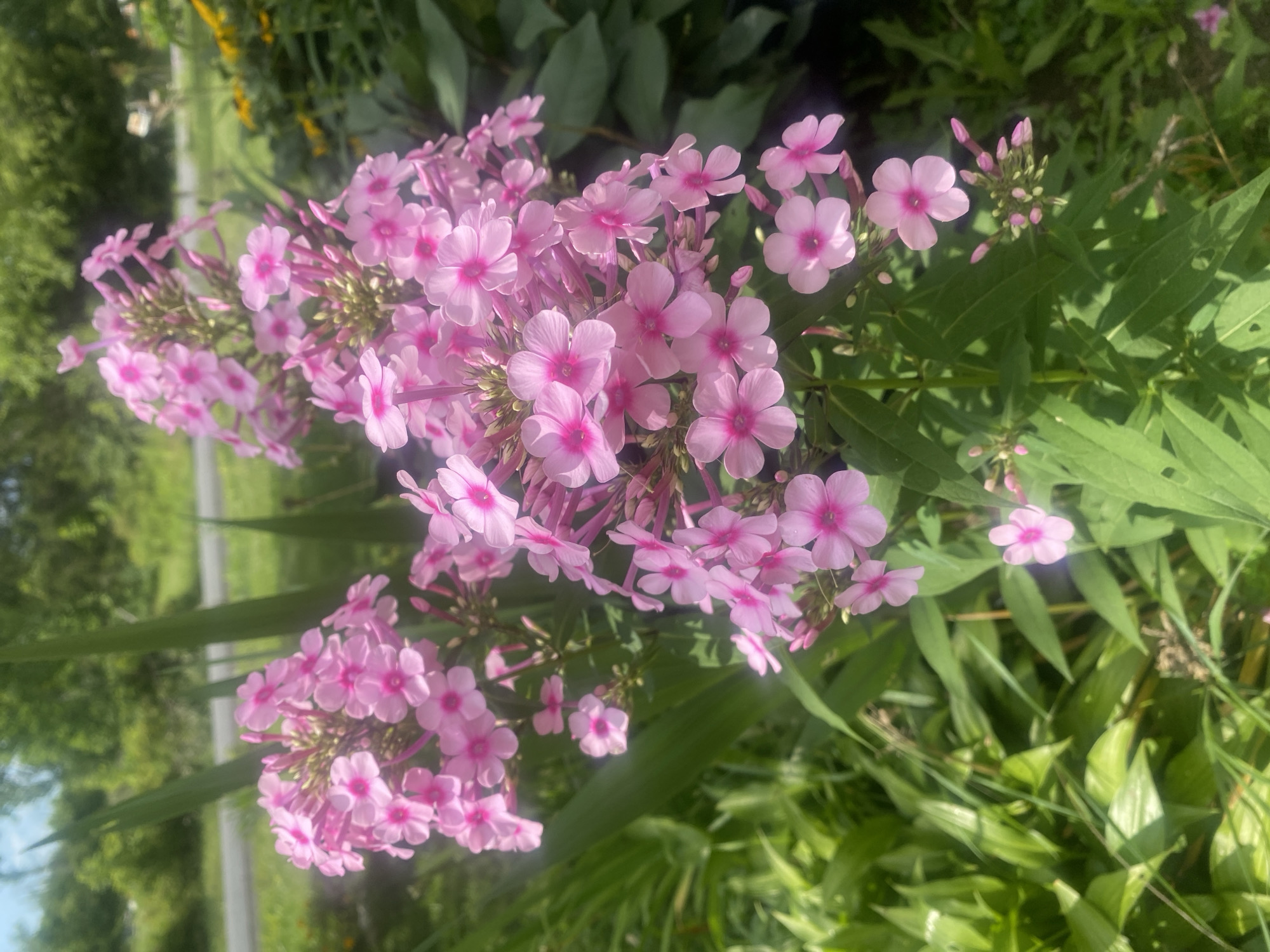 The image shows a close-up view of a cluster of pink phlox flowers in bloom. The flowers are vibrant and have a delicate appearance with five petals each, and a darker pink center. Some of the flowers are fully open, while others are still in bud form. The flowers are set against a backdrop of lush green foliage. In the background, a blurred scene depicts trees and a road, suggesting an outdoor setting, likely a garden or roadside in Pattersonville, United States. Sunlight filters through the leaves, creating highlights and shadows on the flowers and plants. There are no people or animals visible in the image.