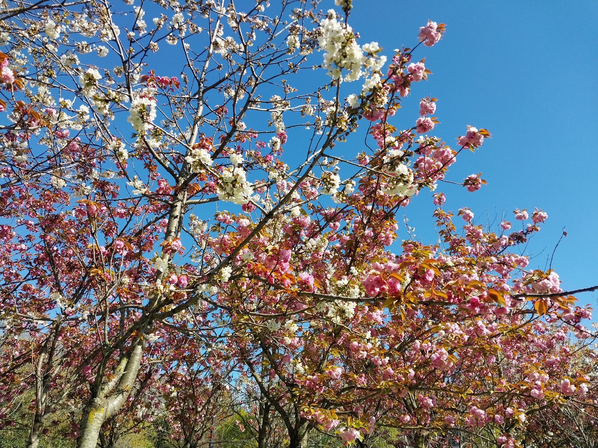 The image presents a vibrant outdoor scene, dominated by flowering trees against a brilliant, cloudless blue sky. The frame is filled with numerous tree branches, densely covered in blossoms of varying shades. Prominent colors include bright white flowers and a range of pink hues, from soft pastels to more vivid tones. Small, reddish-brown or bronze-colored new leaves are interspersed among the flowers, indicating early spring growth.
The perspective is upward-looking, capturing the intricate network of branches and the rich bloom of the canopy. The bright sunlight illuminates the flowers, highlighting their delicate petals and forms. Portions of tree trunks with textured bark are visible towards the bottom and center of the image. The clear blue sky acts as a striking backdrop, emphasizing the beauty of the blossoms.
The activity depicted is the trees in full bloom, signifying the spring season. The time of day is clearly daylight, likely morning or early afternoon, given the intensity of the light and the absence of shadows that would suggest dawn or dusk. The weather is sunny and clear. The type of flowering trees, resembling cherry or plum blossoms, is characteristic of temperate climates, consistent with the provided location context of Sochi, Russia. There is no visible text in the image.