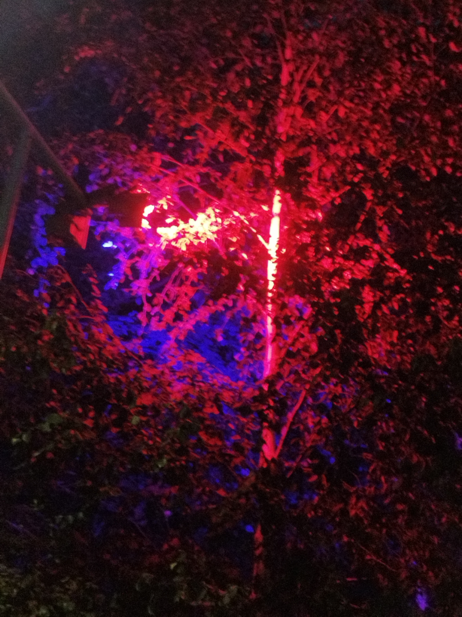 The image shows a tree illuminated by red and blue lights at night. The tree is dense with leaves, and the lights create a vibrant, almost abstract effect. There is a vertical beam of light, predominantly red, running up the center of the image, passing through the branches. Blue light is also visible, particularly in the lower left and scattered throughout the foliage. The overall impression is one of an outdoor decorative lighting display. The image does not provide any specific context or location within the city of Surgut, Russia.