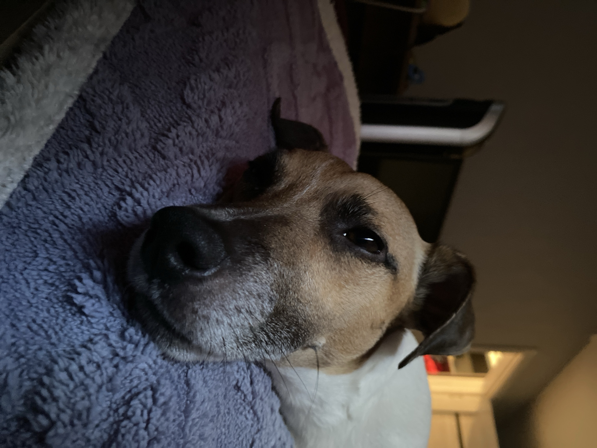 A close-up, low-angle shot shows a Jack Russell Terrier lying down, its head resting on a soft, purple, fuzzy blanket. The dog's face is mostly in focus, with its brown and white fur visible. Its dark eyes are open, and its nose is black. The background is dark and out of focus, showing a sliver of a white wall and a door frame, suggesting an indoor setting, possibly a bedroom. There are no visible people or indications of the city of Noviy, Russia.