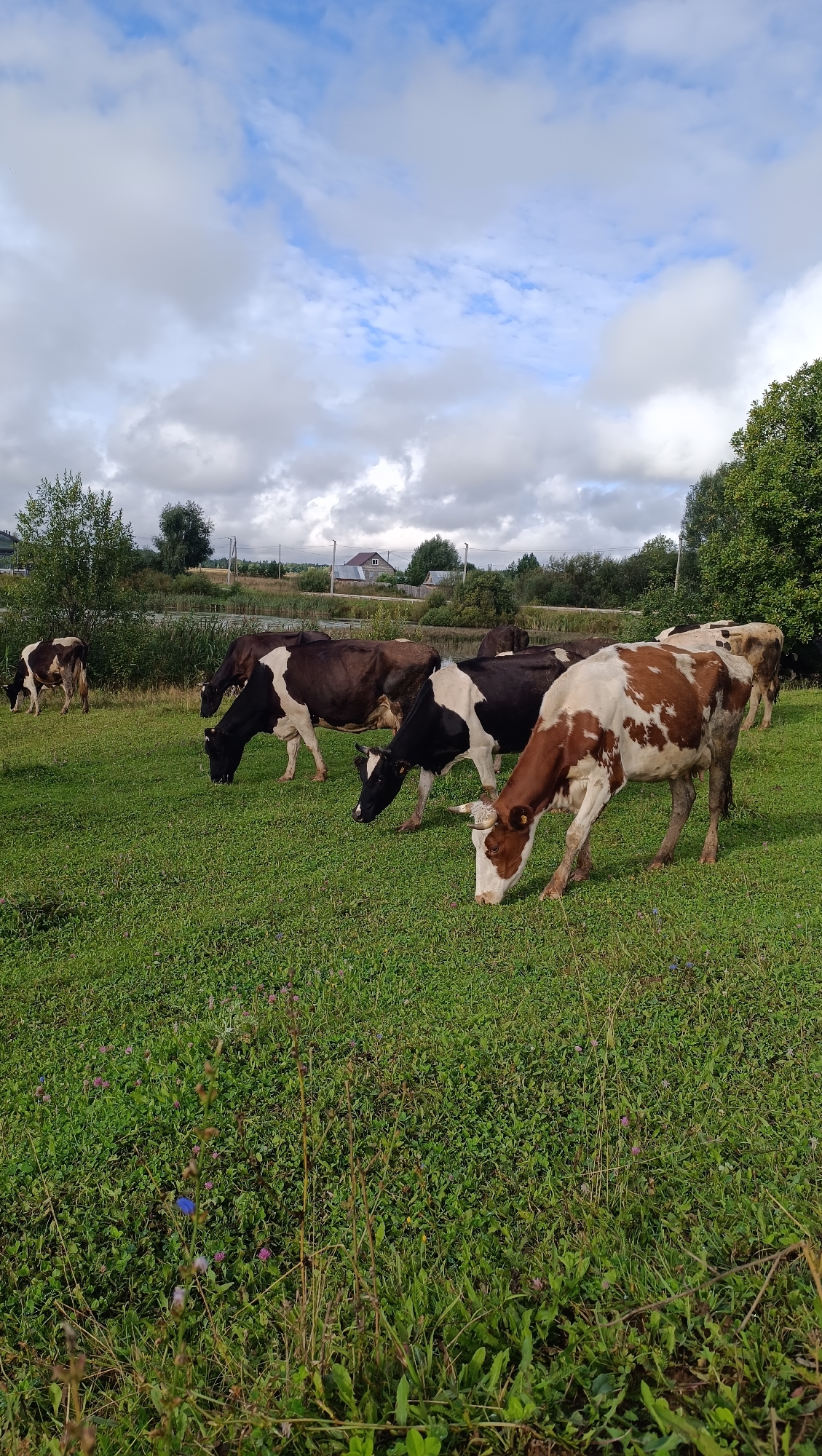 The image depicts a rural landscape with several cows grazing in a green pasture under a cloudy sky. In the foreground, a cow with brown and white markings is actively eating grass. Behind it, other cows, a mix of black and white and brown and white, are also grazing. The pasture is covered in lush green grass with scattered wildflowers, including small pink and blue blossoms. In the background, a body of water, possibly a pond or river, is visible, bordered by reeds and trees. Further in the distance, there are houses with red roofs and trees, suggesting a small village or settlement. The sky is filled with dramatic clouds, with patches of blue sky peeking through. The overall scene conveys a sense of a peaceful, agrarian setting. It is highly unlikely this scene is in the city of Karsha, Russia, as Karsha is a city in Uzbekistan known for its urban environment, not rural pastures with cows.