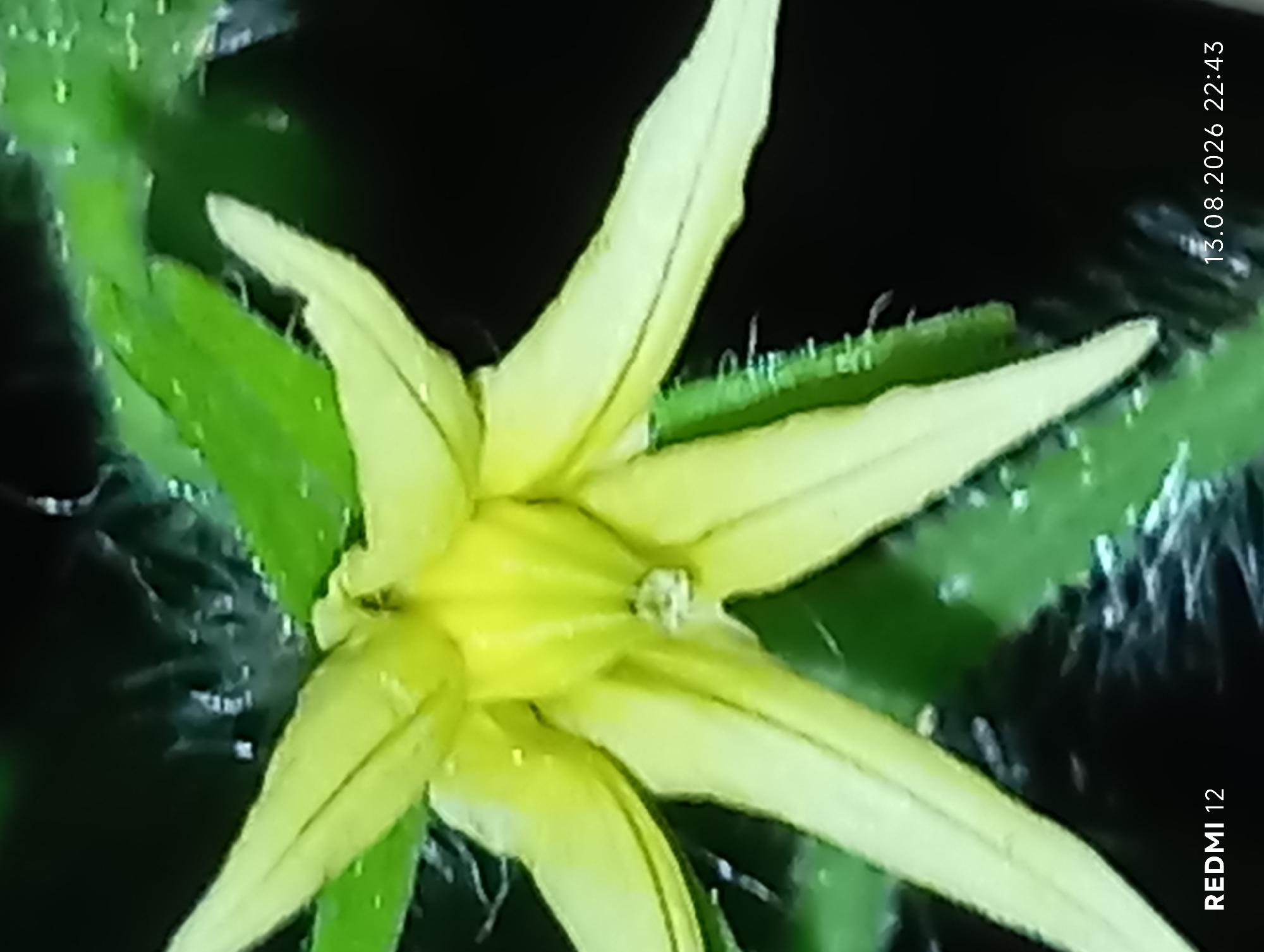 A close-up, low-light, macro photograph captures a pale yellow flower, possibly a tomato blossom, with five pointed petals. The flower is set against a dark, out-of-focus background with green foliage visible. The petals exhibit subtle textures and some water droplets are visible on them and the surrounding leaves. The bottom left of the image displays the text "REDMI 12," and the bottom right shows the date "13.08.2026" and time "22:43." The image quality is somewhat grainy, indicative of a smartphone camera in low light conditions. The metadata suggests the image was taken in Smila, Ukraine.