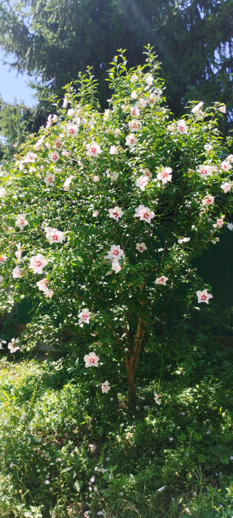The image shows a large, blooming hibiscus bush with numerous white flowers with pink centers. The bush is situated in a garden setting with lush green foliage and dappled sunlight. In the background, a dark green wooden fence and the branches of a large evergreen tree are visible. The ground around the bush is covered with smaller plants and some fallen petals. The scene suggests a sunny day in a natural or landscaped outdoor environment. The specific location in the city of Yaroslavskaya, Russia, cannot be determined from the visual information alone.