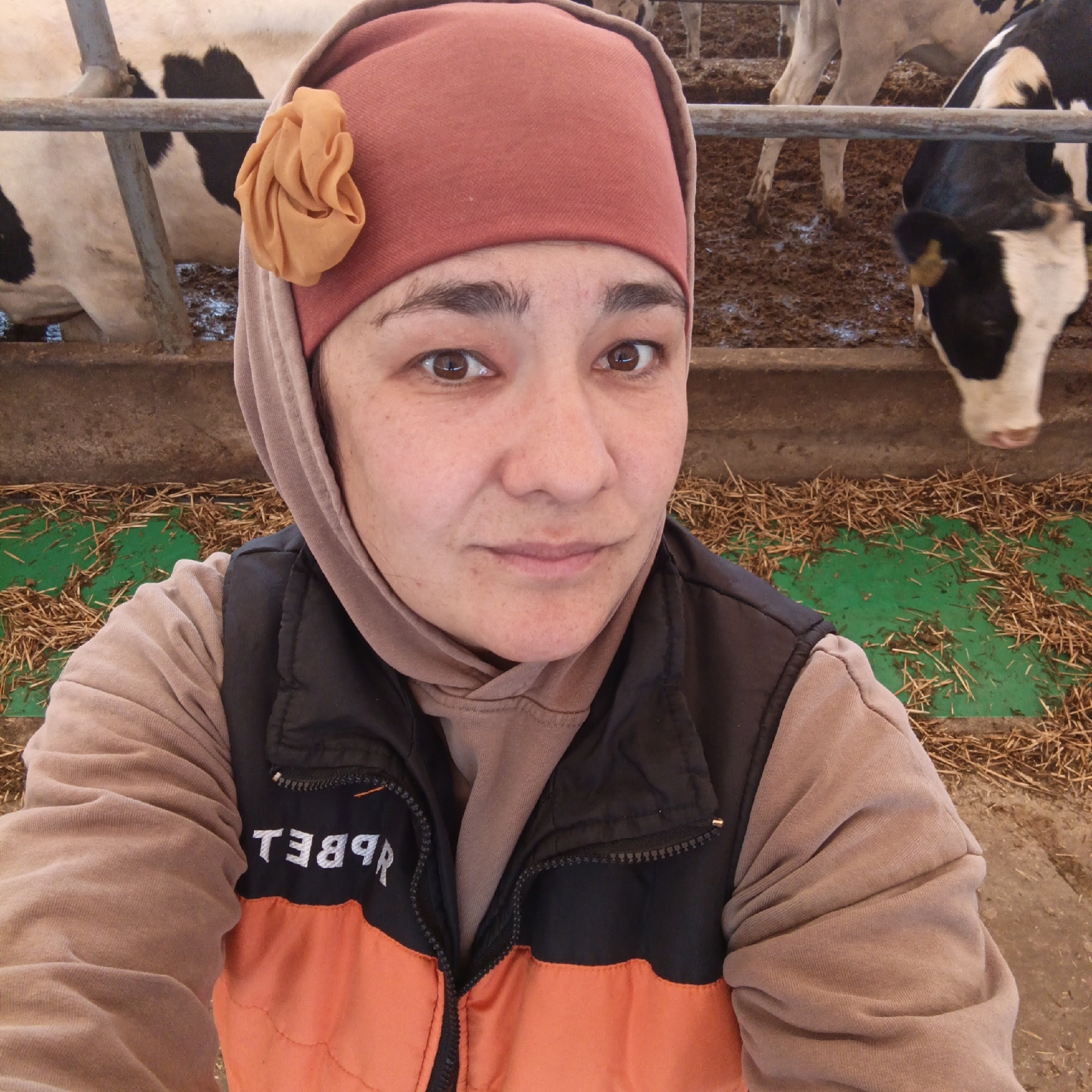 A woman with brown eyes and a light tan complexion is in a barn, possibly a cow farm, with cows visible in the background. She is wearing a reddish-pink hijab with a decorative orange flower on the side, and a brown hoodie underneath a black and orange vest. The vest has a zipper down the front, and white lettering that appears to be reversed and reads "REBBET". The background shows cows in pens with muddy ground and hay scattered around. The lighting suggests it is daytime. The woman's expression is neutral.
