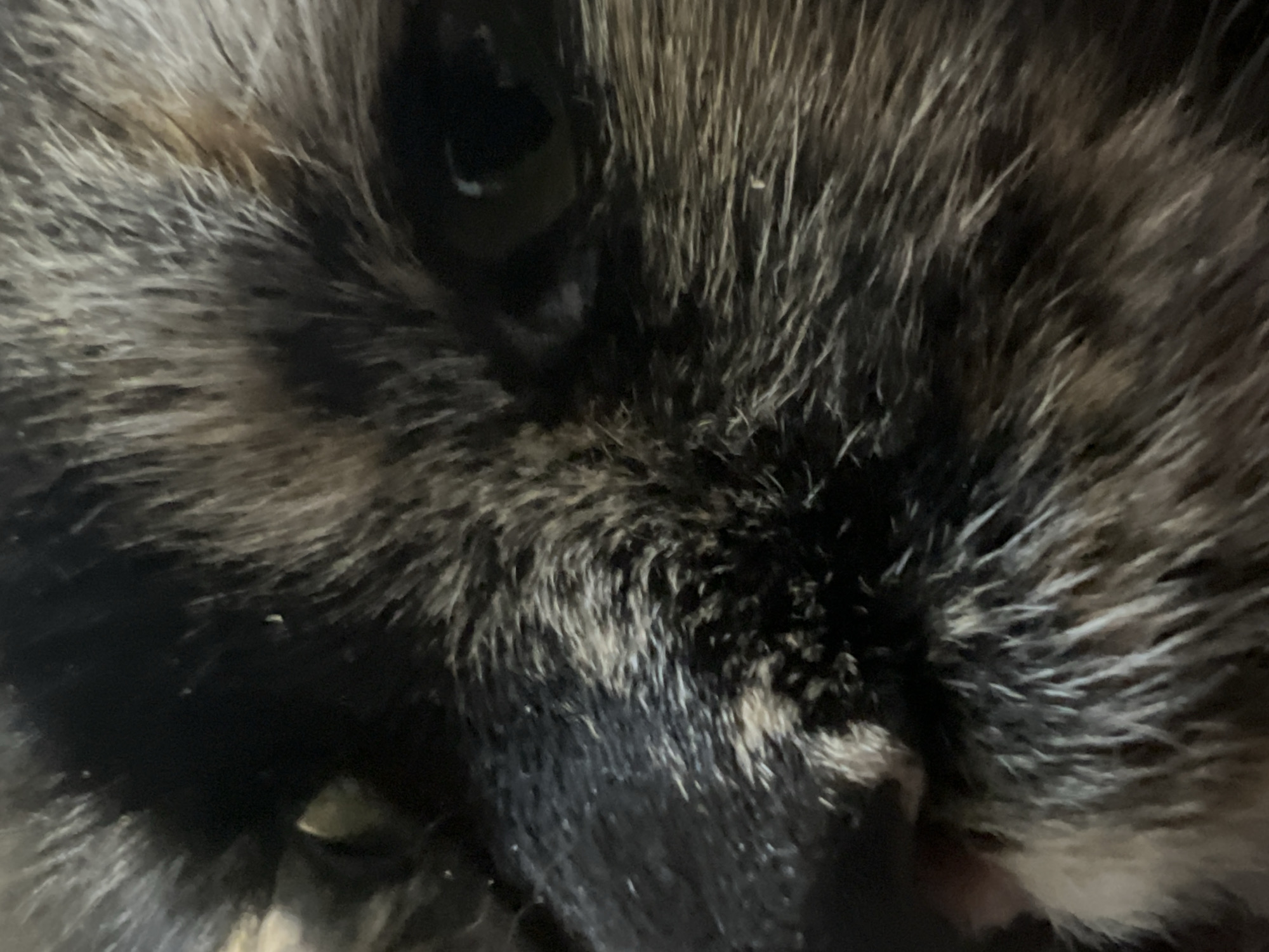 A close-up, extreme macro photograph shows the face of a cat, with its fur filling the entire frame. The fur is a mix of black, grey, and brown, with some strands appearing lighter than others. The cat's eyes are not clearly visible, but a hint of green can be seen in the left eye. The nose appears dark and slightly wet. The image is undated and its location in Markova, Russia, cannot be determined from the visual information provided.