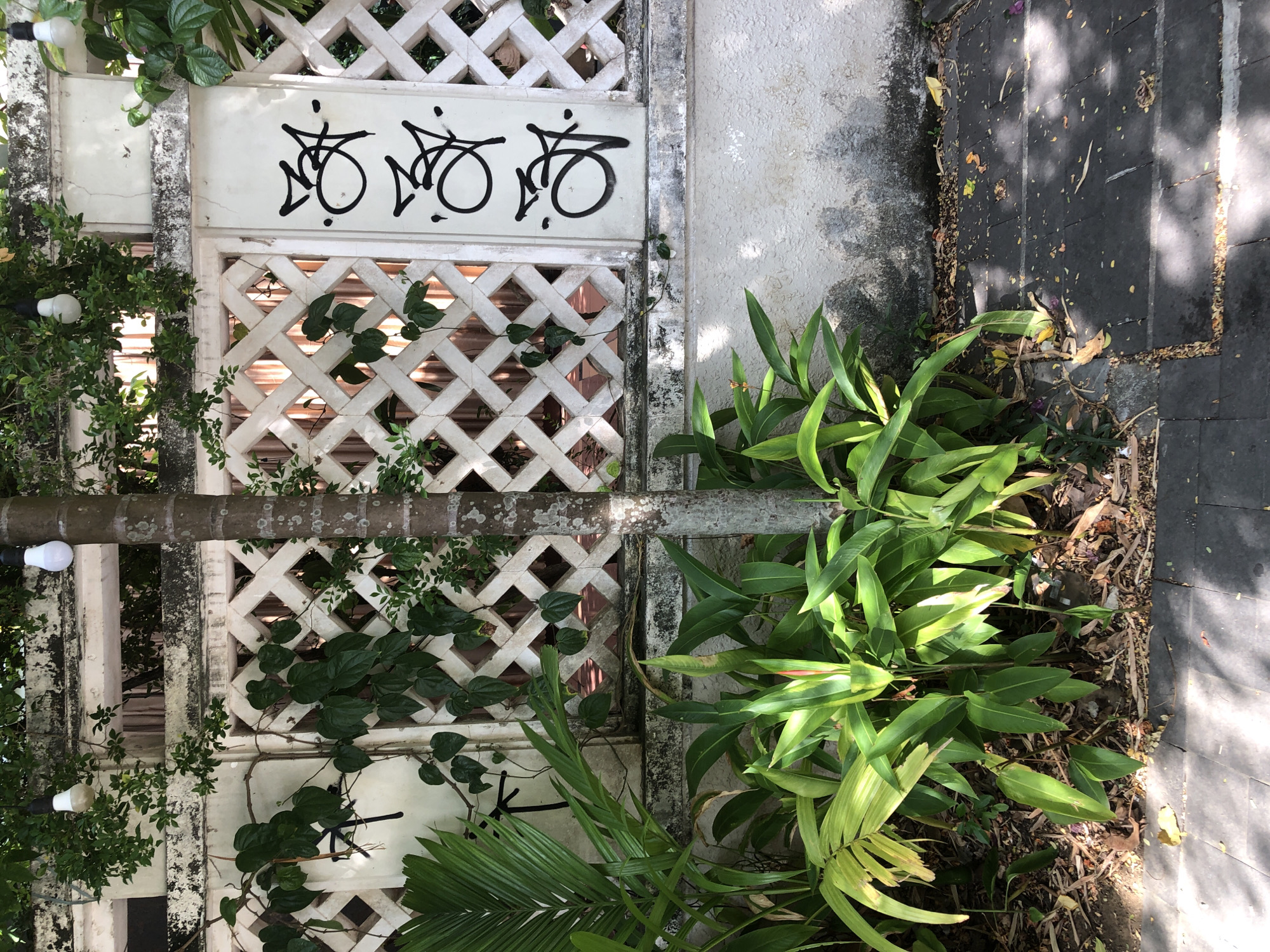 This is a medium shot, eye-level, outdoor photograph taken on a bright, sunny day. The scene depicts a section of a white lattice fence and a tree trunk in front of it. The fence has diamond-shaped openings, and some of the openings are partially covered by lush green foliage. Several black graffiti tags are spray-painted vertically on a white panel on the right side of the fence. A mature tree with rough, textured bark stands in front of the fence, slightly to the left of the center of the frame. In the foreground, a variety of green plants, including ferns and broad-leafed plants, are growing in a mulch-covered area. The ground in front of the plants is paved with dark gray square tiles, and scattered leaves and debris are visible on the paving stones, with dappled sunlight creating patterns of light and shadow. Two light bulbs hang from wires above the fence, suggesting this may be an outdoor lighting feature. The background behind the fence appears to be a covered area with vertical elements. The overall impression is an urban setting, possibly a courtyard or a garden area adjacent to a building in Đà Nẵng, Vietnam.