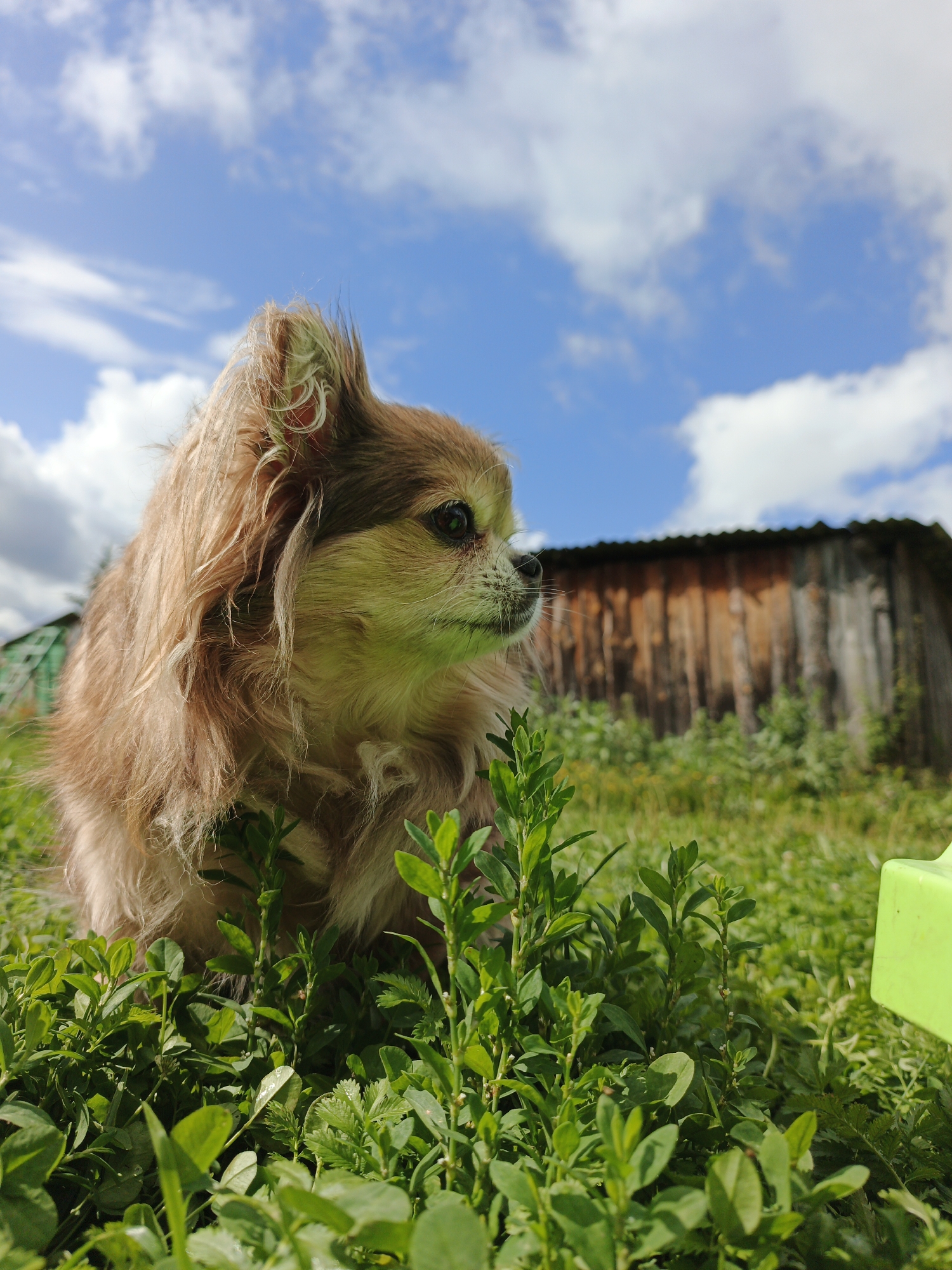 An outdoor, low-angle, medium shot shows a long-haired chihuahua facing right, its head and shoulders visible. The dog has light brown fur with darker brown markings on its ears and face. Its eyes are dark and it is looking off to the right. It is positioned in the foreground amongst green foliage. In the background, a weathered wooden structure with a corrugated metal roof is visible. The sky above is blue with scattered white clouds. A bright green object, possibly a toy, is partially visible in the lower right corner. The setting appears to be a rural or semi-rural area in Medvedyovka, Russia.