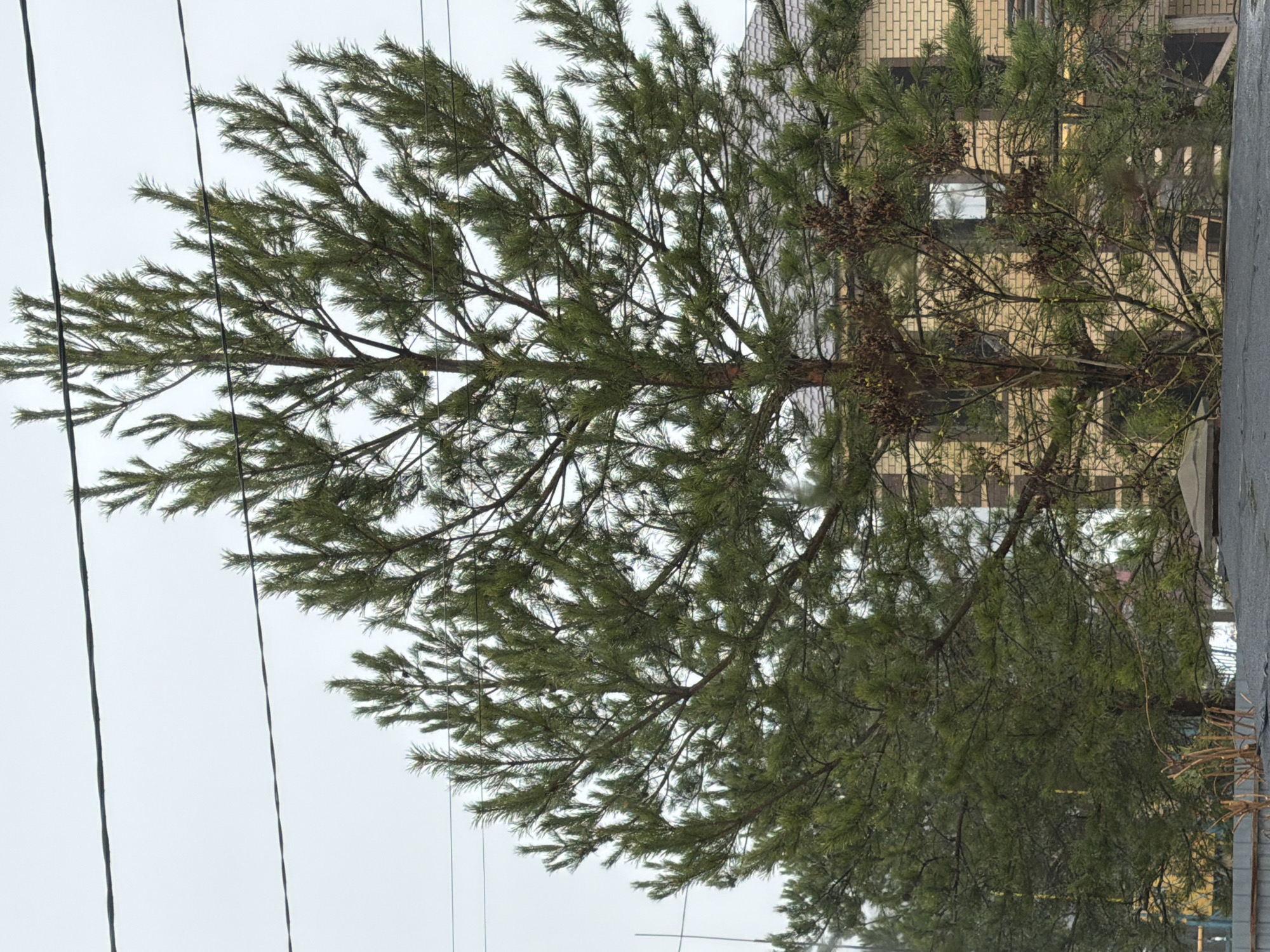 The image shows a pine tree in front of a brick building in Chaikovsky, Russia. Power lines are visible on the left. The sky is overcast. The tree is partially blocking the view of the building behind it, which has windows and a light brick facade. A concrete structure is visible on the right edge of the frame.